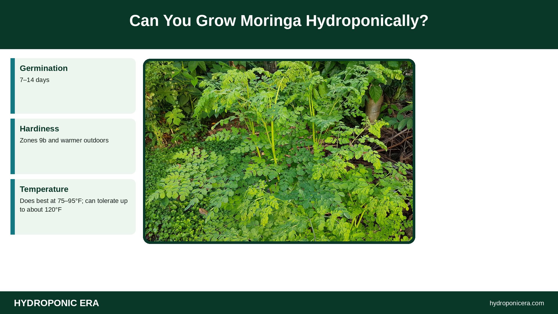 moringa hydroponics — Can You Grow Moringa Hydroponically?