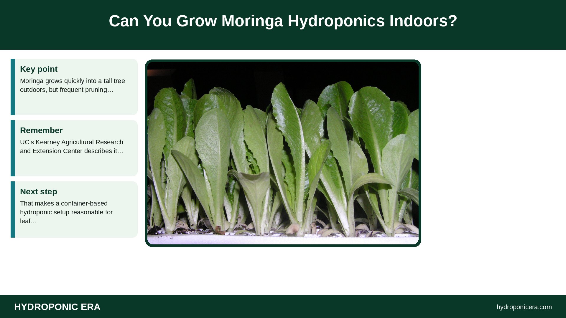 moringa hydroponics — Can You Grow Moringa Hydroponics Indoors?