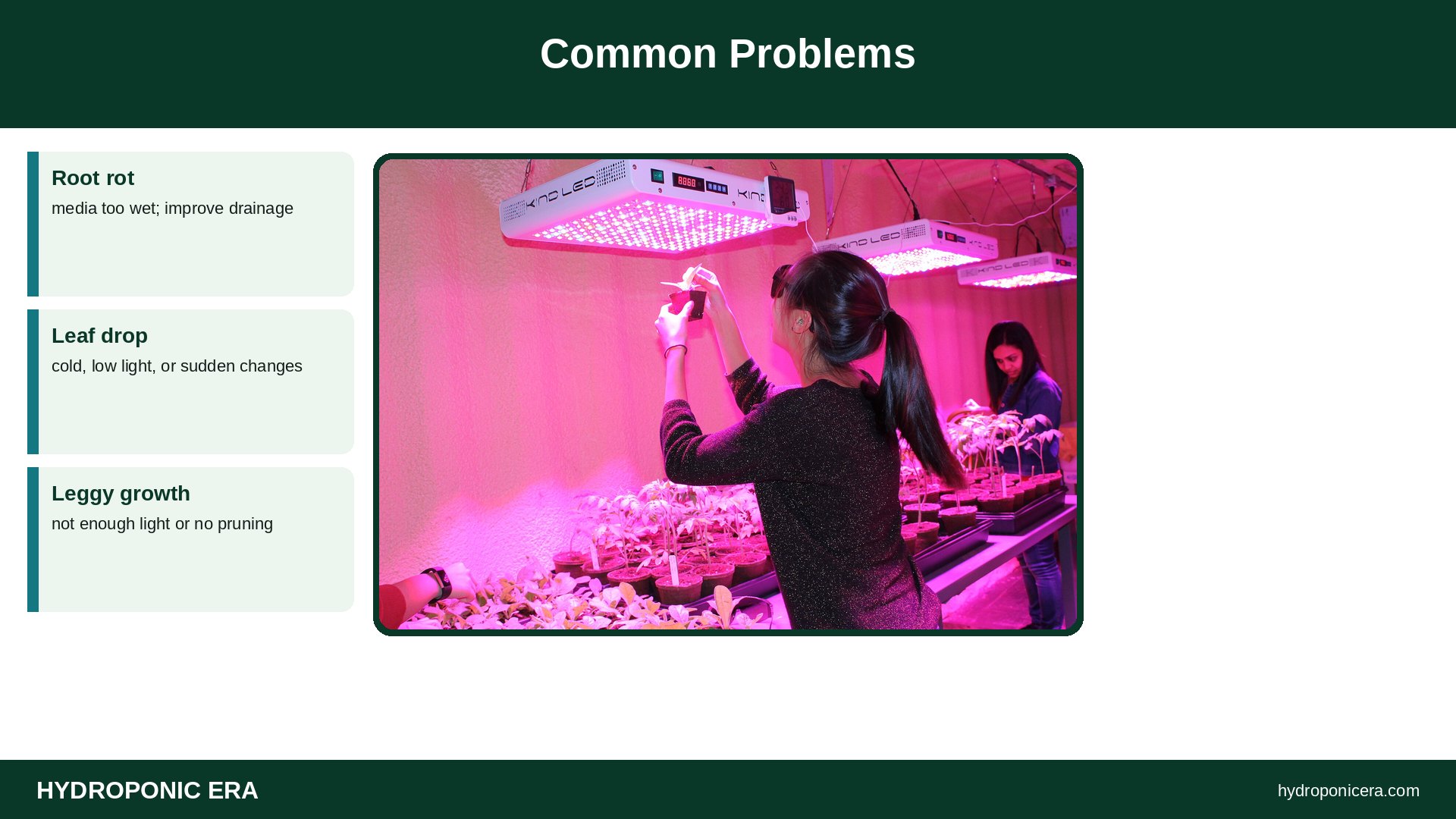 moringa hydroponics — Common Problems