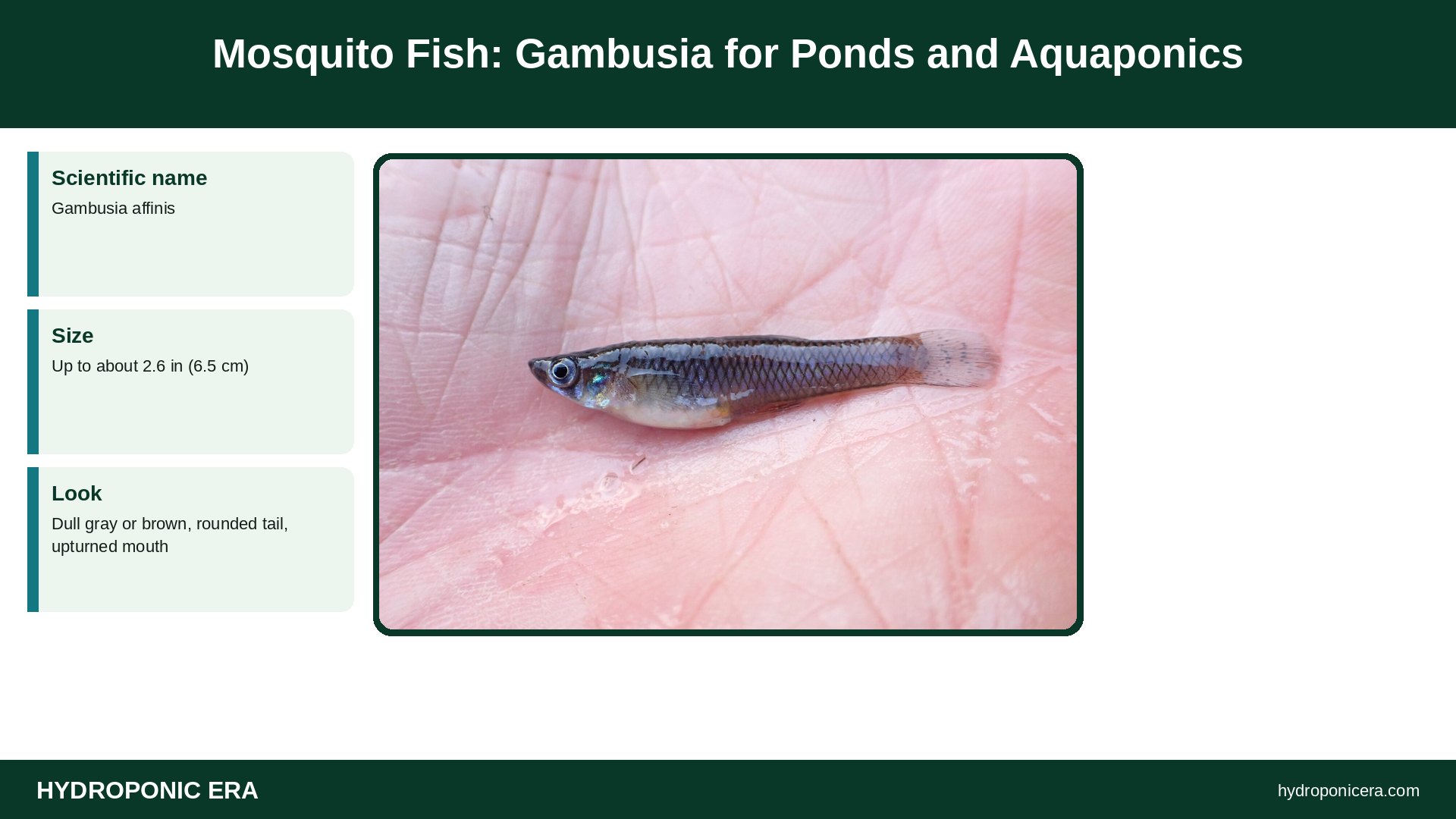mosquito fish — Mosquito Fish: Gambusia for Ponds and Aquaponics