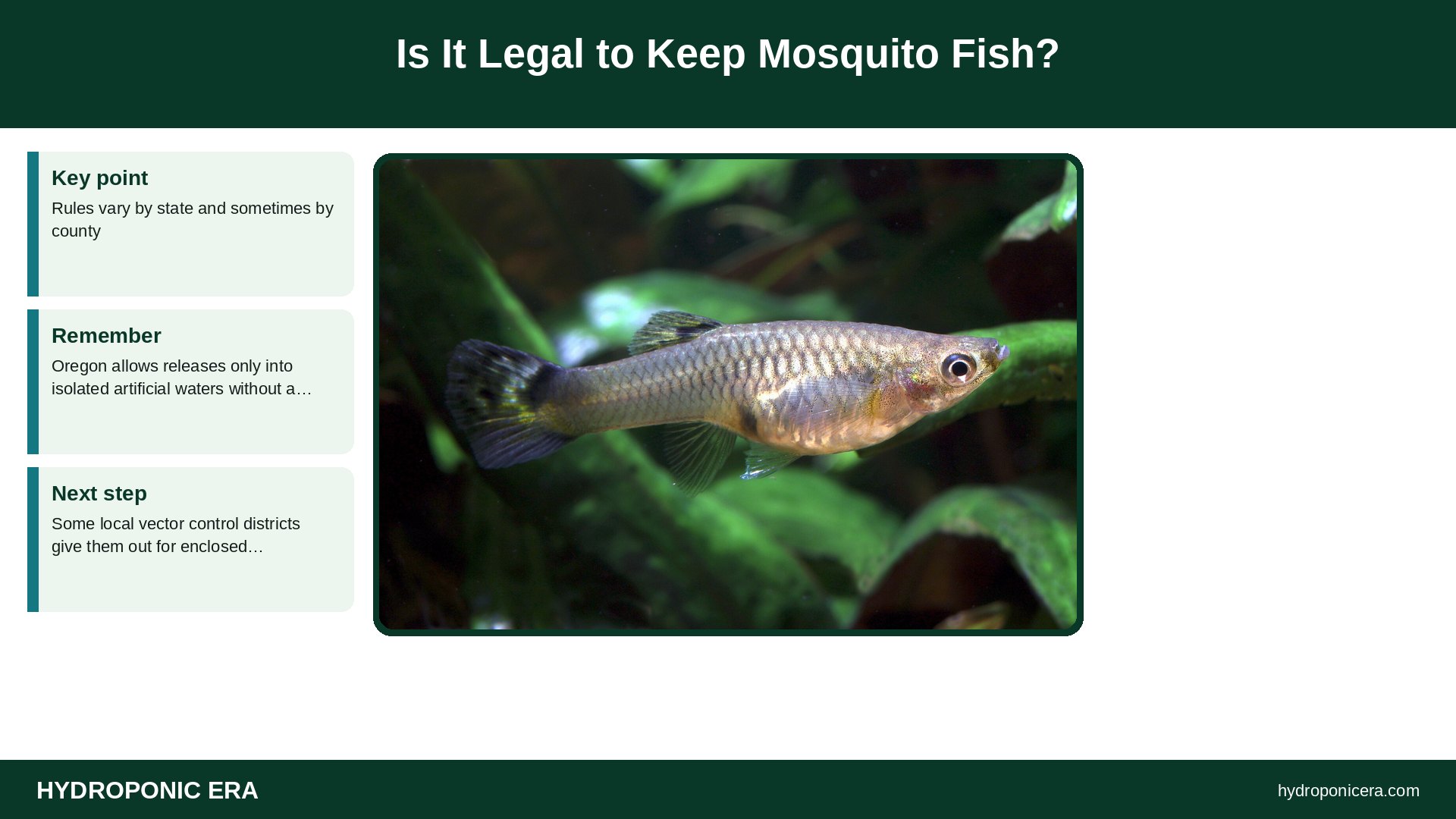 mosquito fish — Is It Legal to Keep Mosquito Fish?