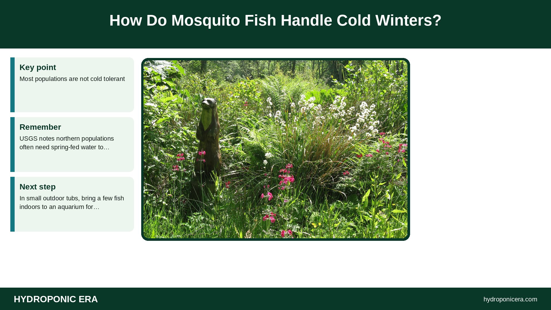 mosquito fish — How Do Mosquito Fish Handle Cold Winters?