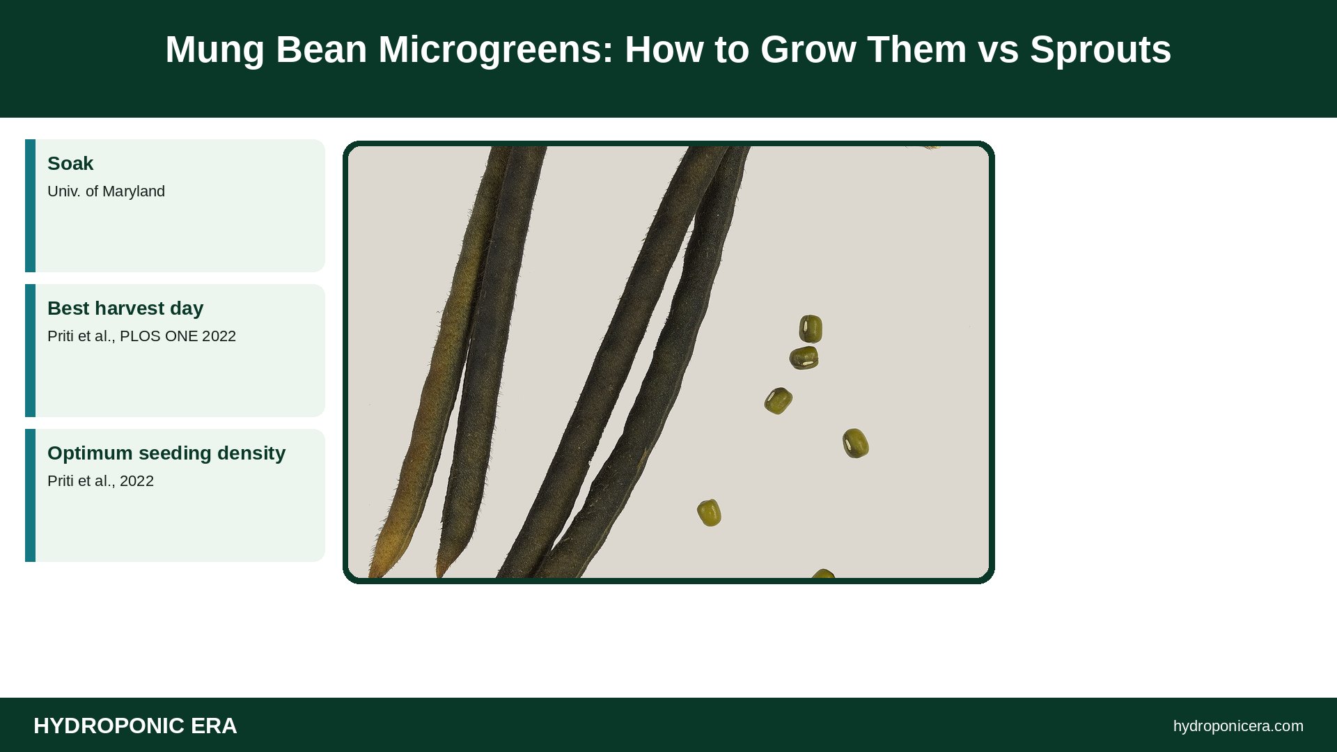 mung bean microgreens — Mung Bean Microgreens: How to Grow Them vs Sprouts