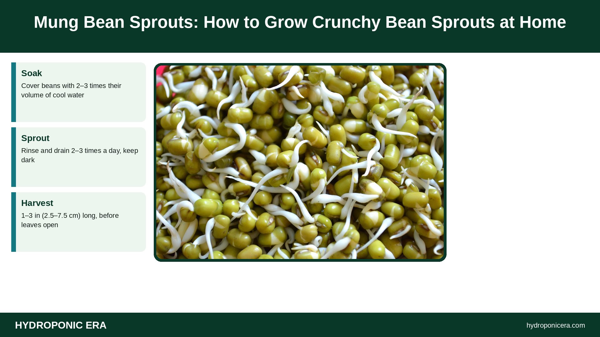 mung bean sprouts — Mung Bean Sprouts: How to Grow Crunchy Bean Sprouts at Home