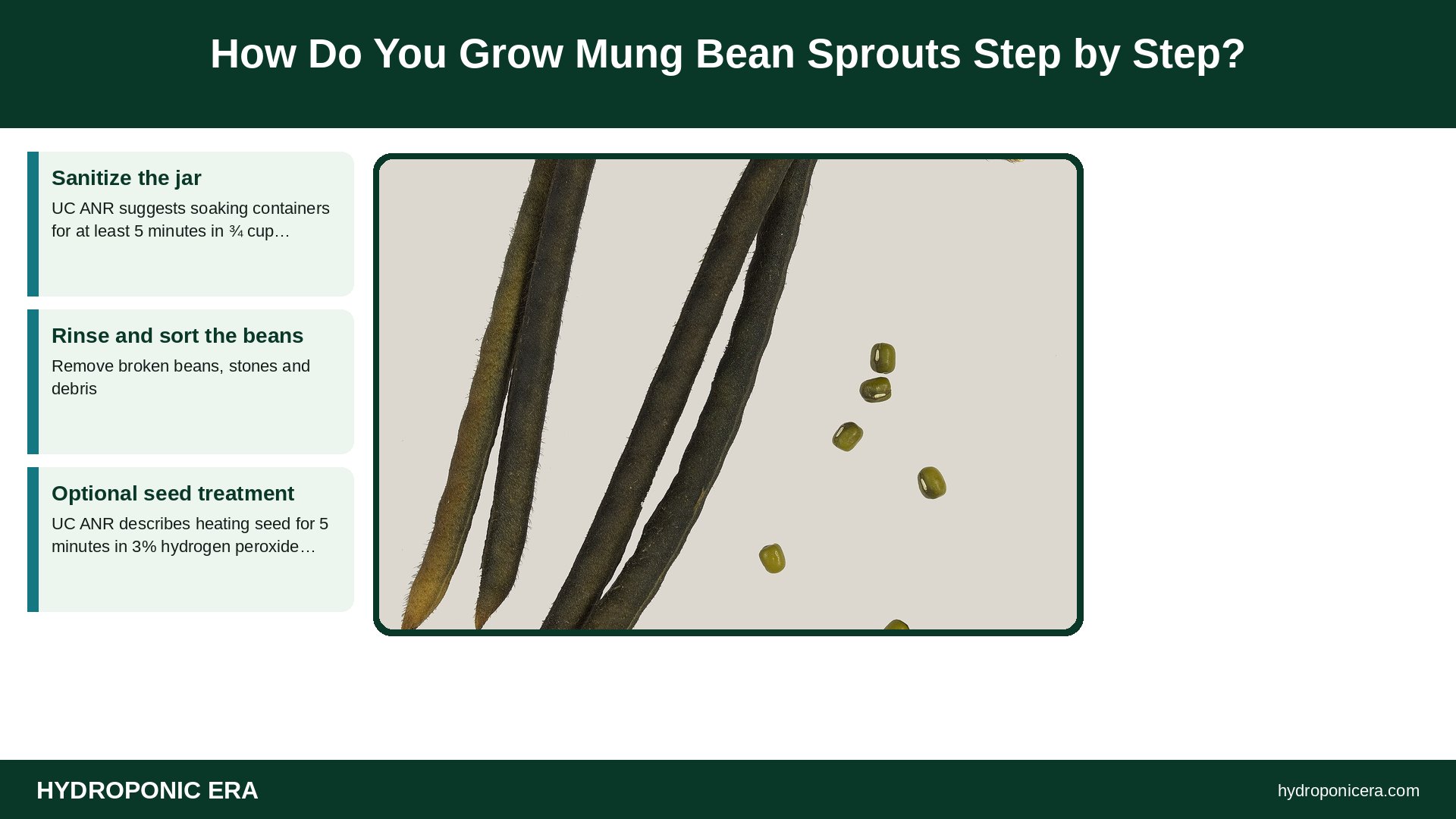 mung bean sprouts — How Do You Grow Mung Bean Sprouts Step by Step?