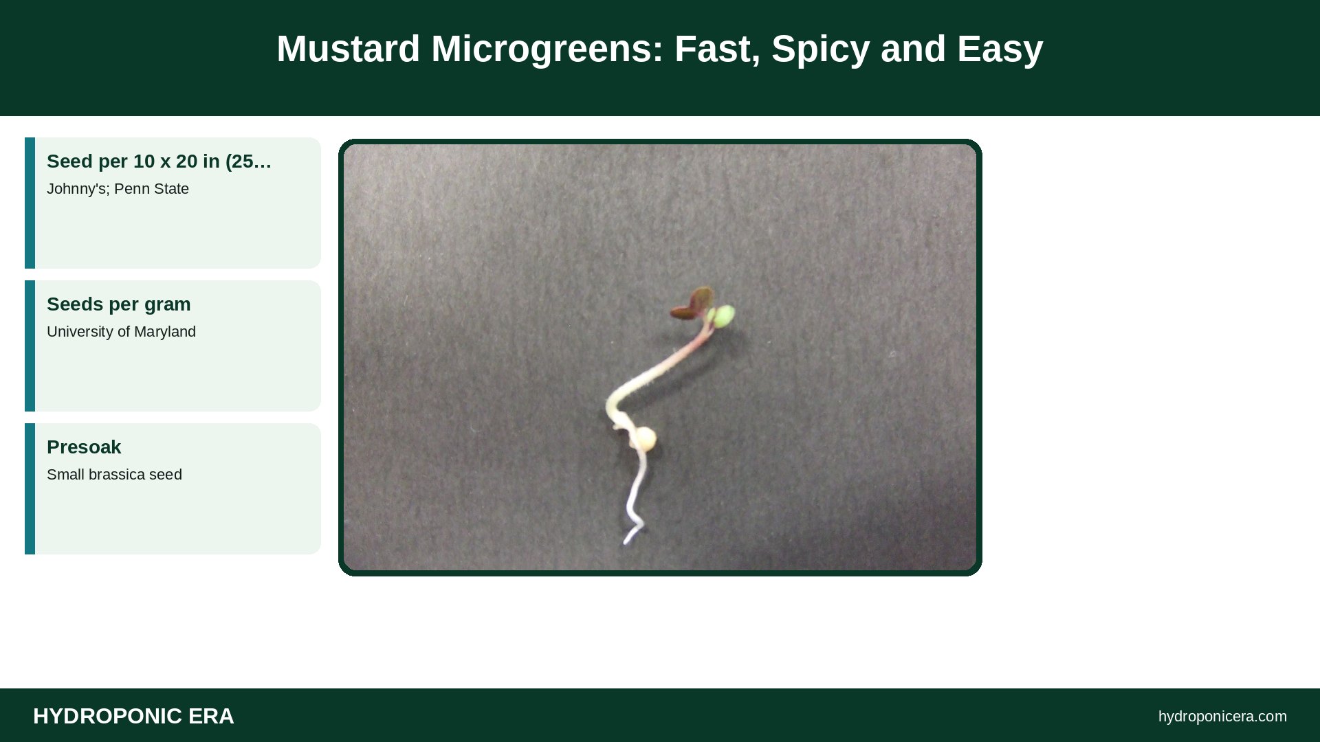 mustard microgreens — Mustard Microgreens: Fast, Spicy and Easy