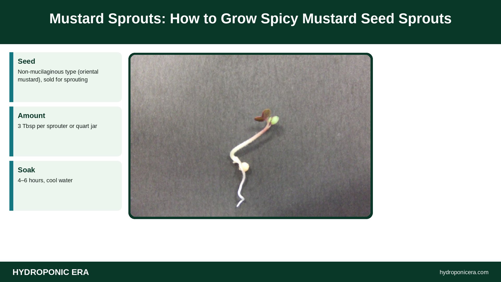 mustard sprouts — Mustard Sprouts: How to Grow Spicy Mustard Seed Sprouts