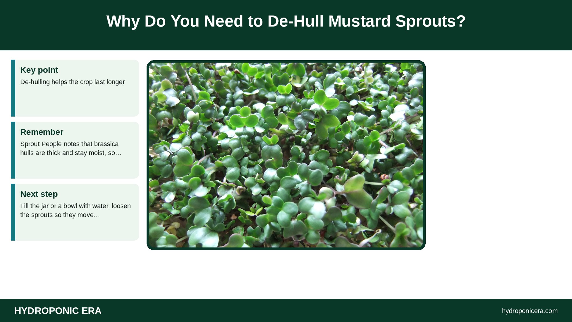 mustard sprouts — Why Do You Need to De-Hull Mustard Sprouts?