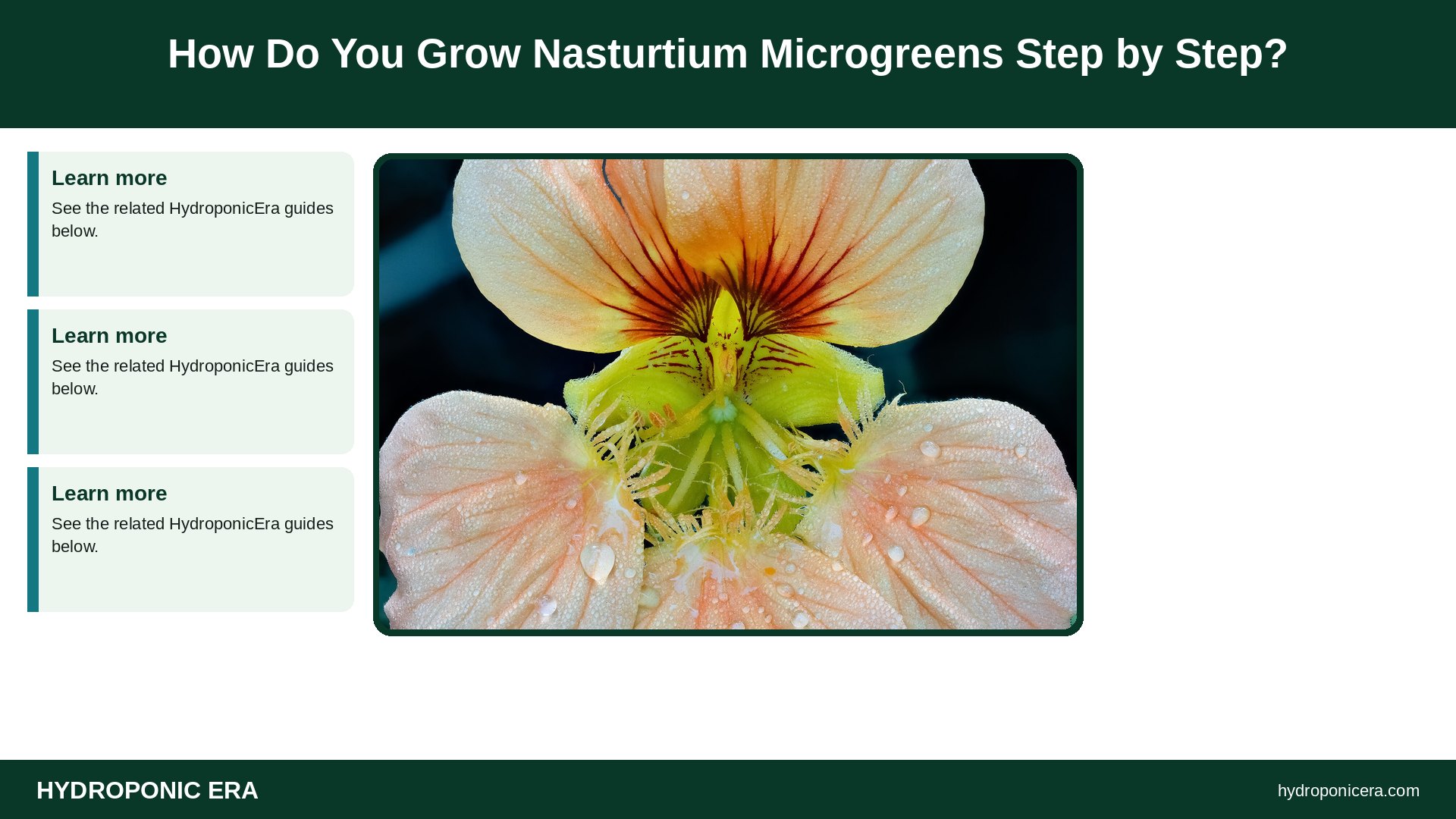nasturtium microgreens — How Do You Grow Nasturtium Microgreens Step by Step?