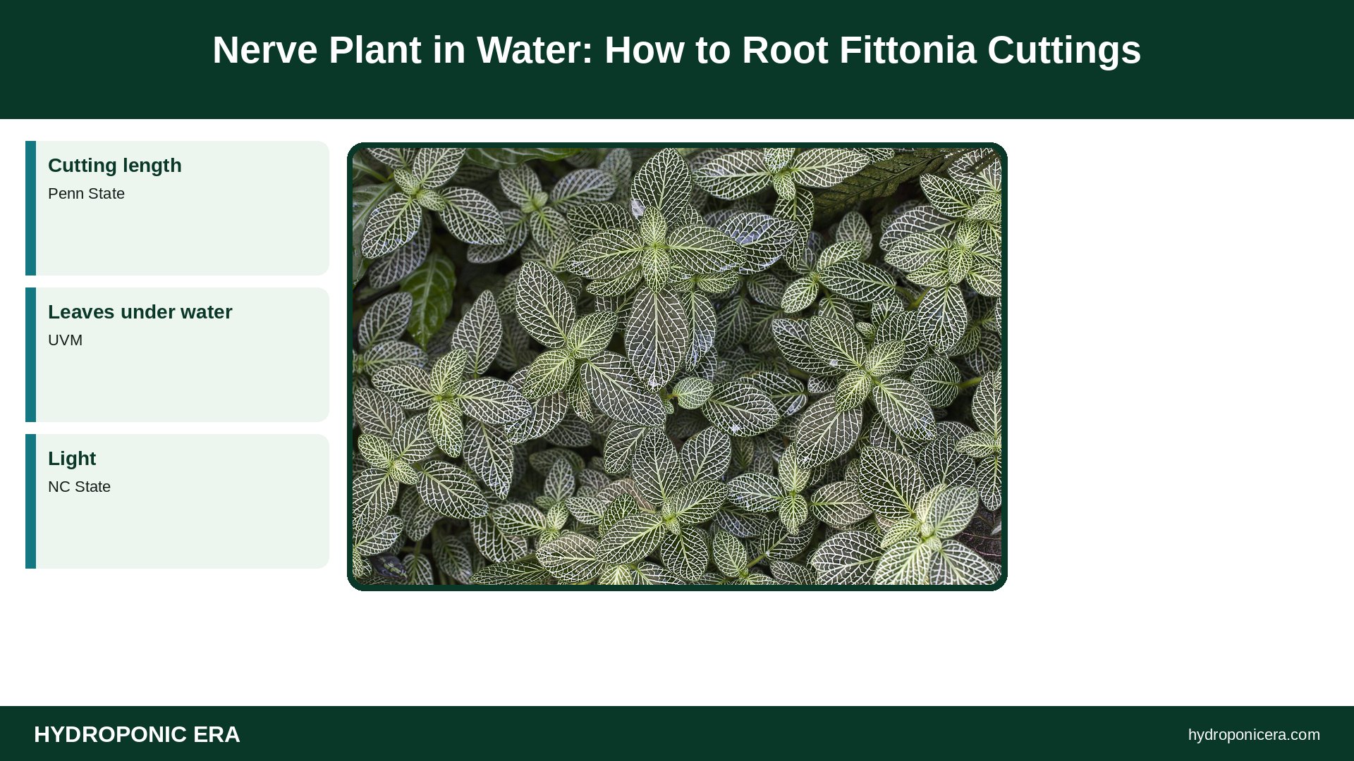 nerve plant in water — Nerve Plant in Water: How to Root Fittonia Cuttings