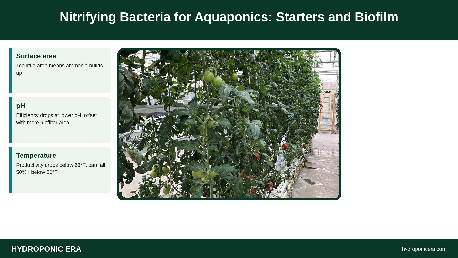 nitrifying bacteria — Nitrifying Bacteria for Aquaponics: Starters and Biofilm