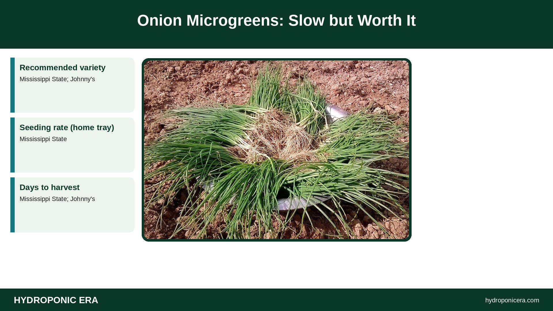 onion microgreens — Onion Microgreens: Slow but Worth It