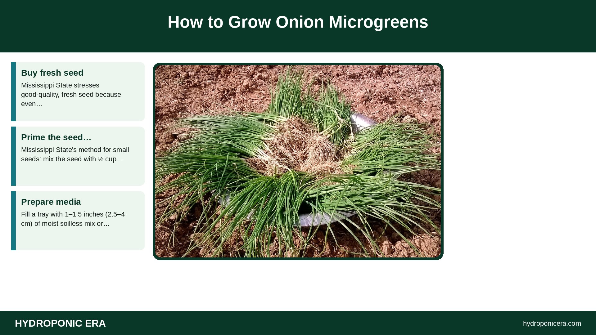 onion microgreens — How to Grow Onion Microgreens