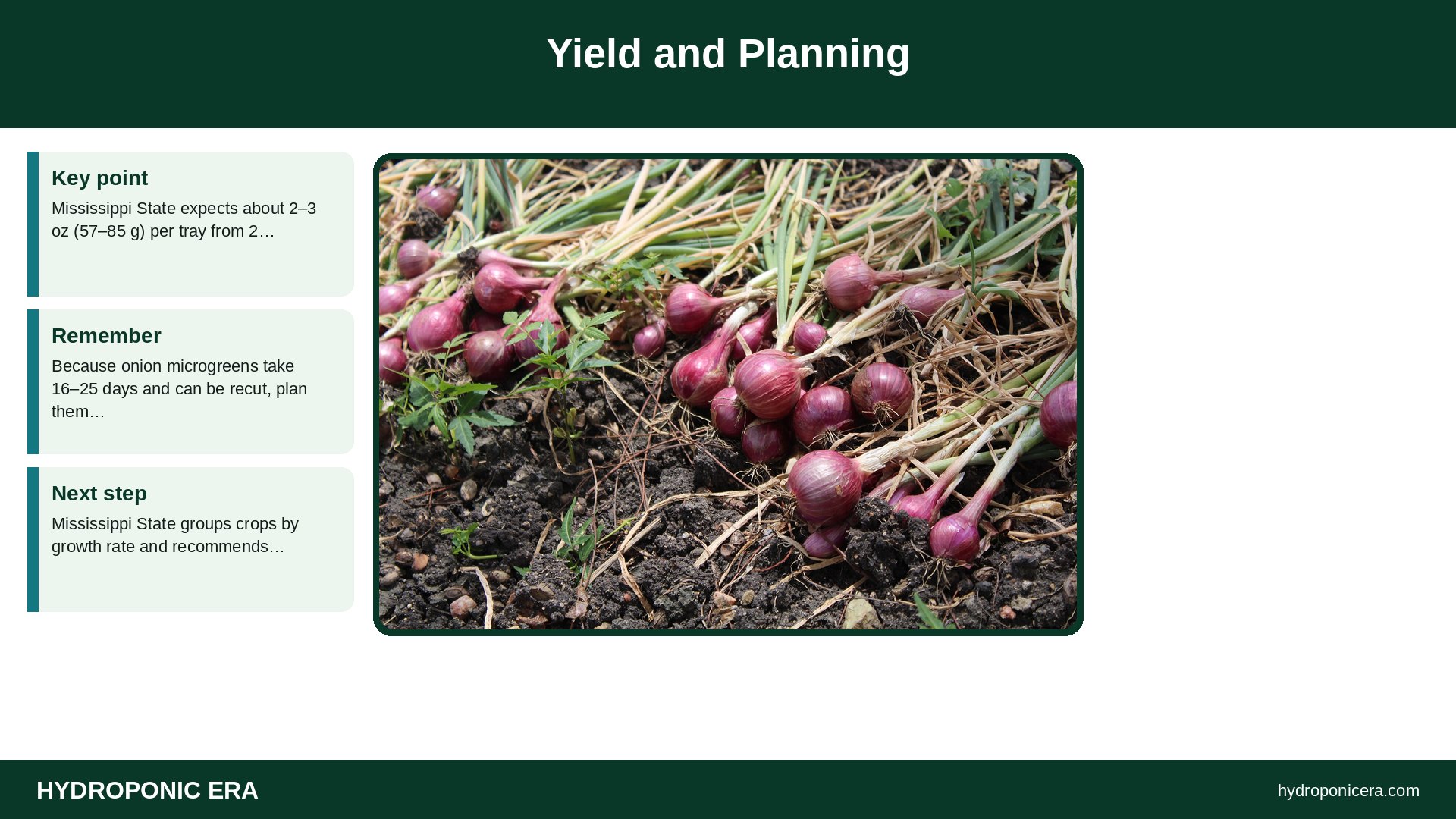 onion microgreens — Yield and Planning