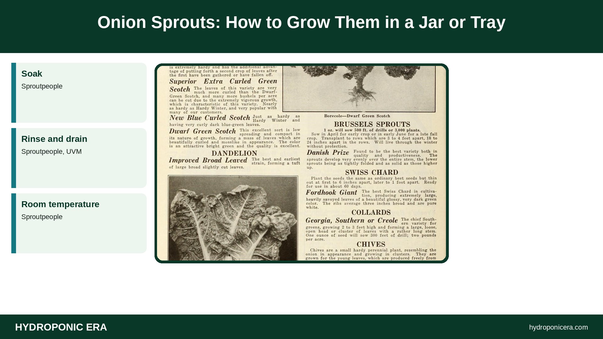 onion sprouts — Onion Sprouts: How to Grow Them in a Jar or Tray