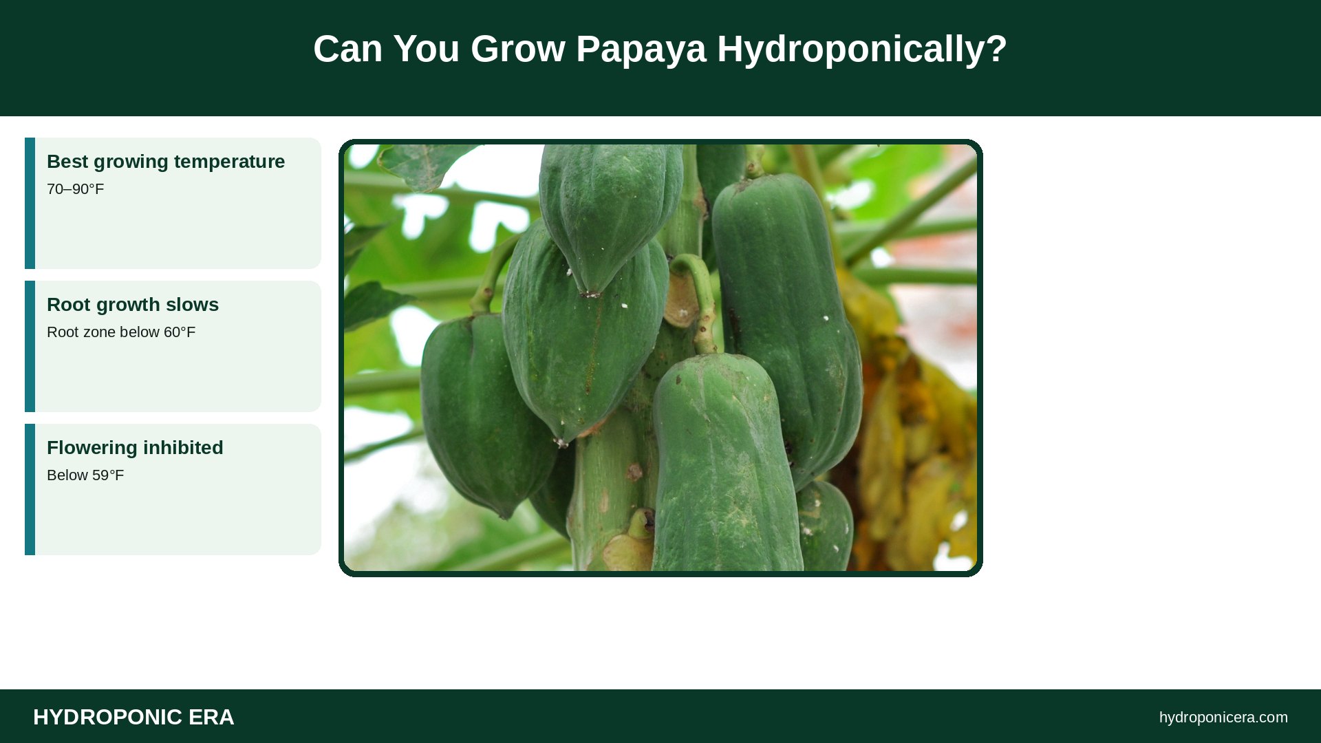 papaya hydroponics — Can You Grow Papaya Hydroponically?