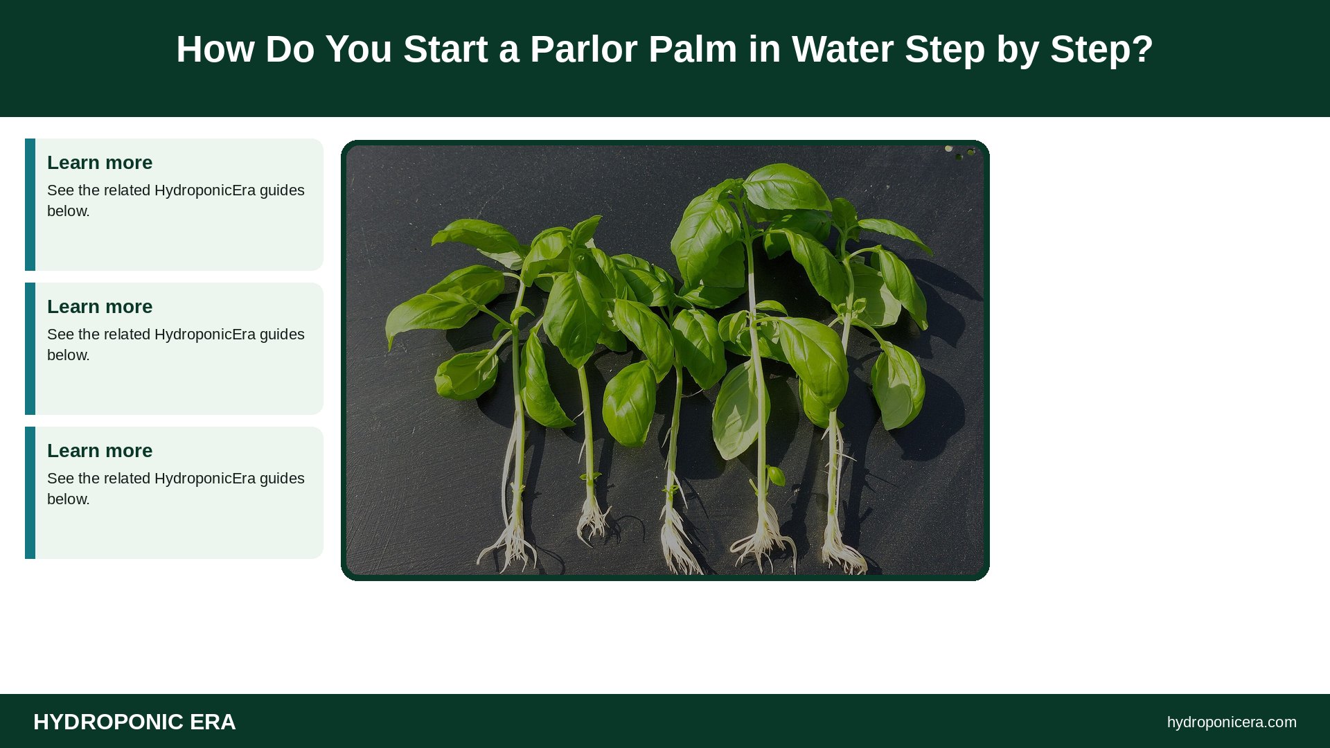 parlor palm in water — How Do You Start a Parlor Palm in Water Step by Step?