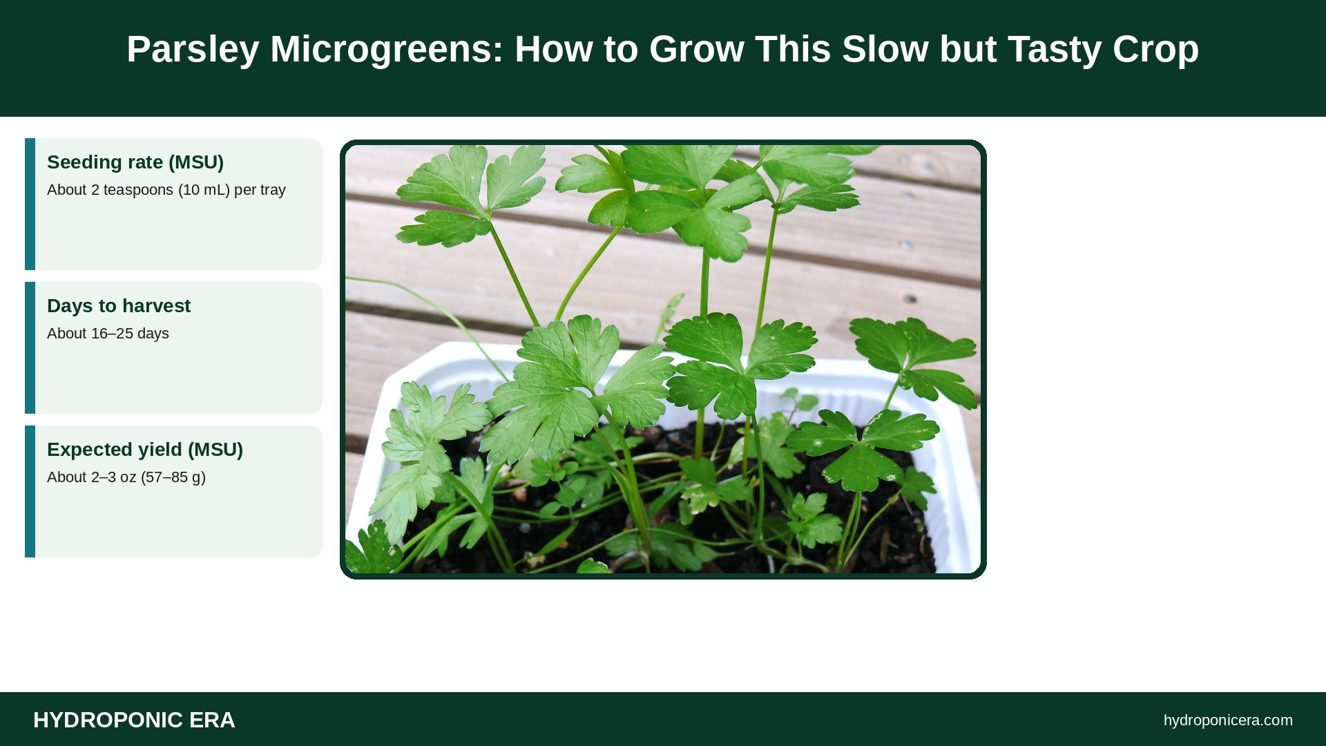parsley microgreens — Parsley Microgreens: How to Grow This Slow but Tasty Crop