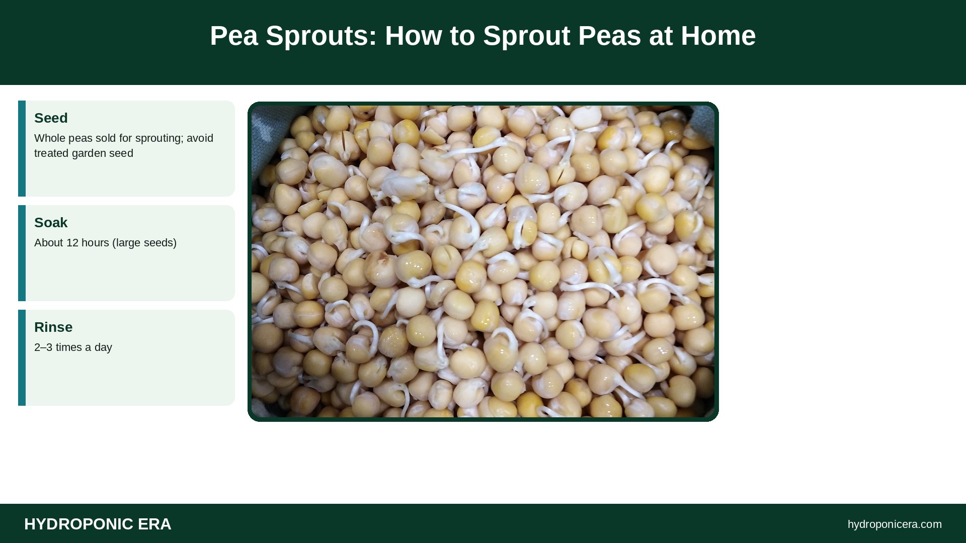 pea sprouts — Pea Sprouts: How to Sprout Peas at Home