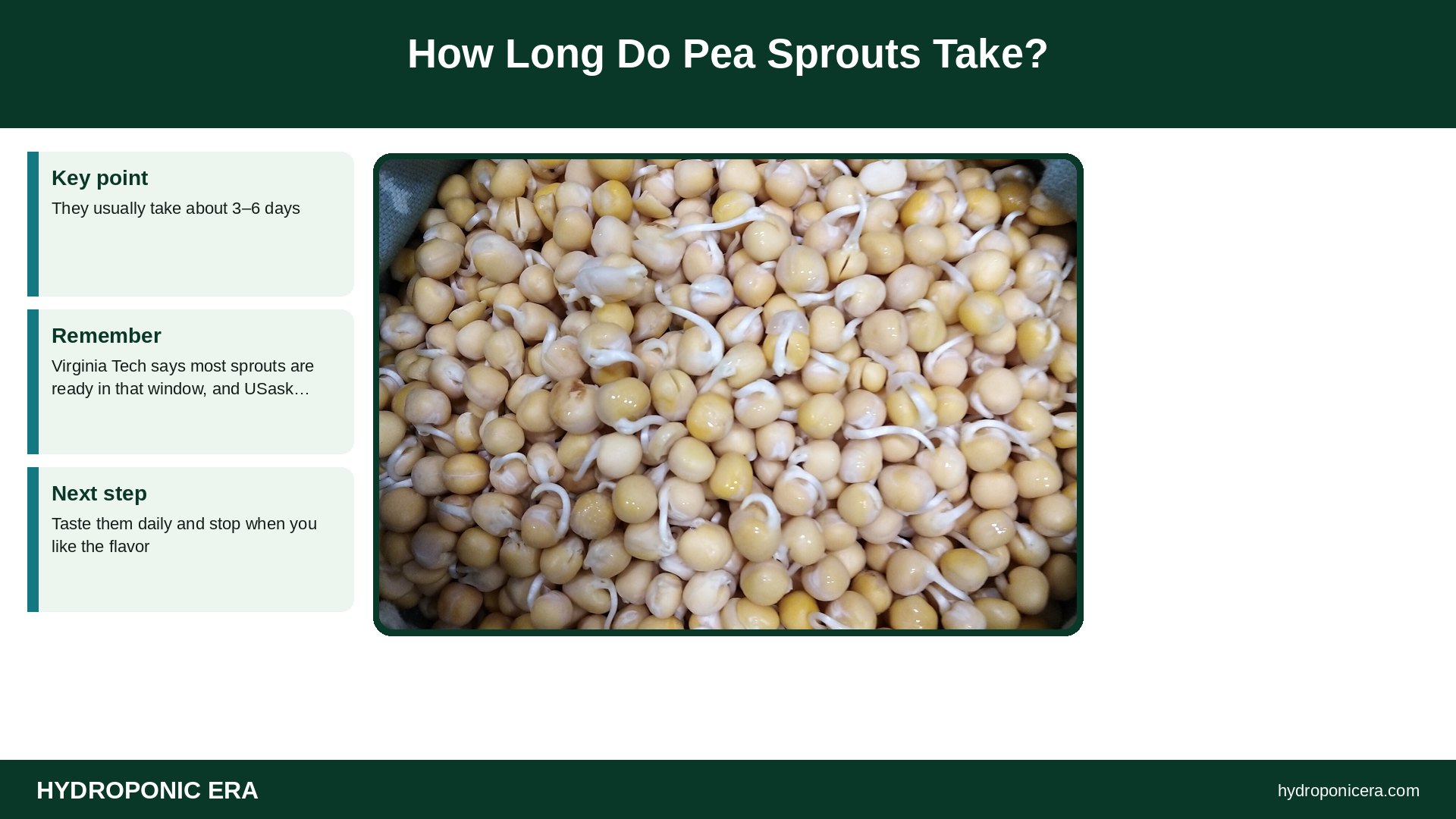 pea sprouts — How Long Do Pea Sprouts Take?