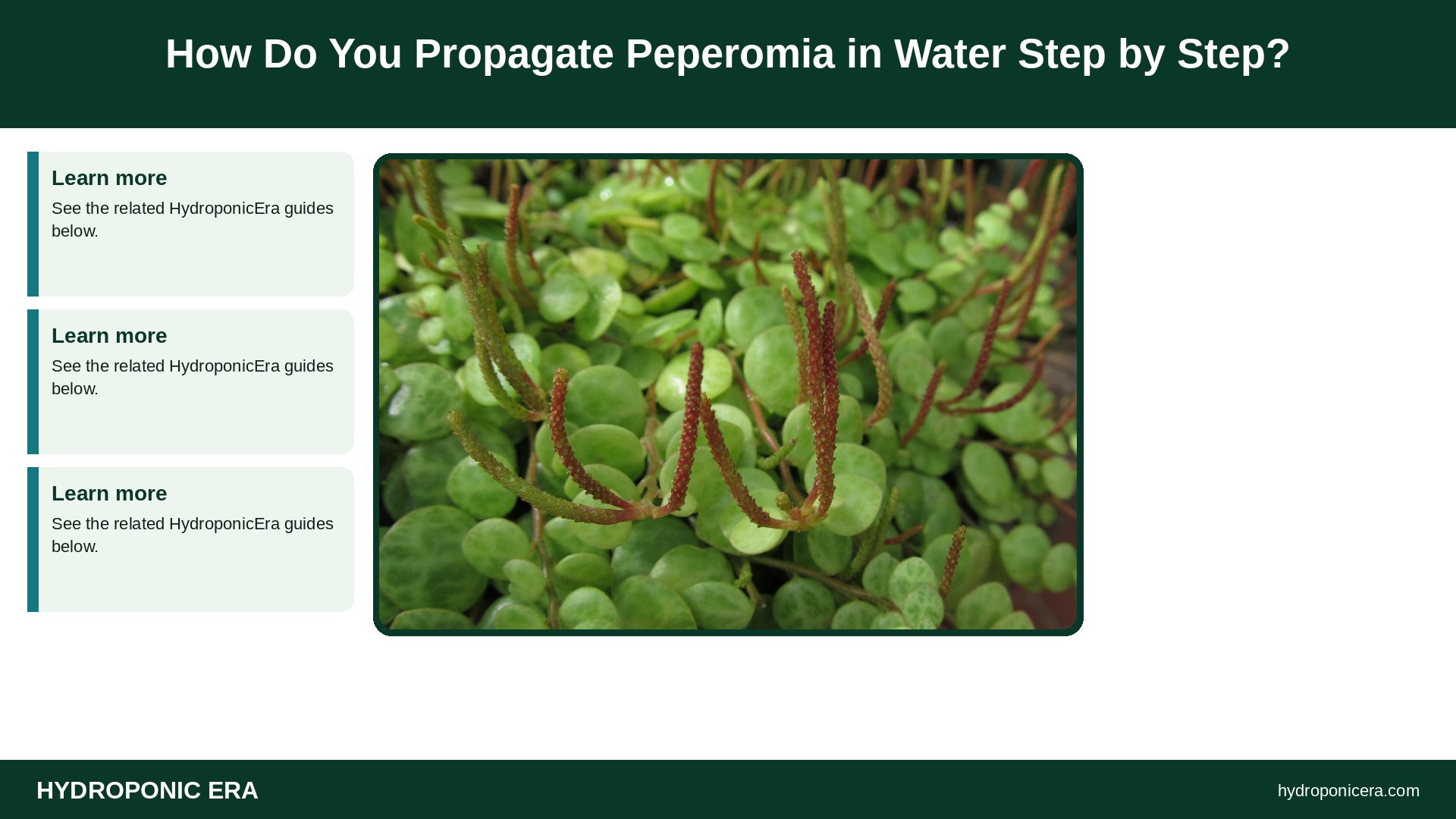 peperomia in water — How Do You Propagate Peperomia in Water Step by Step?