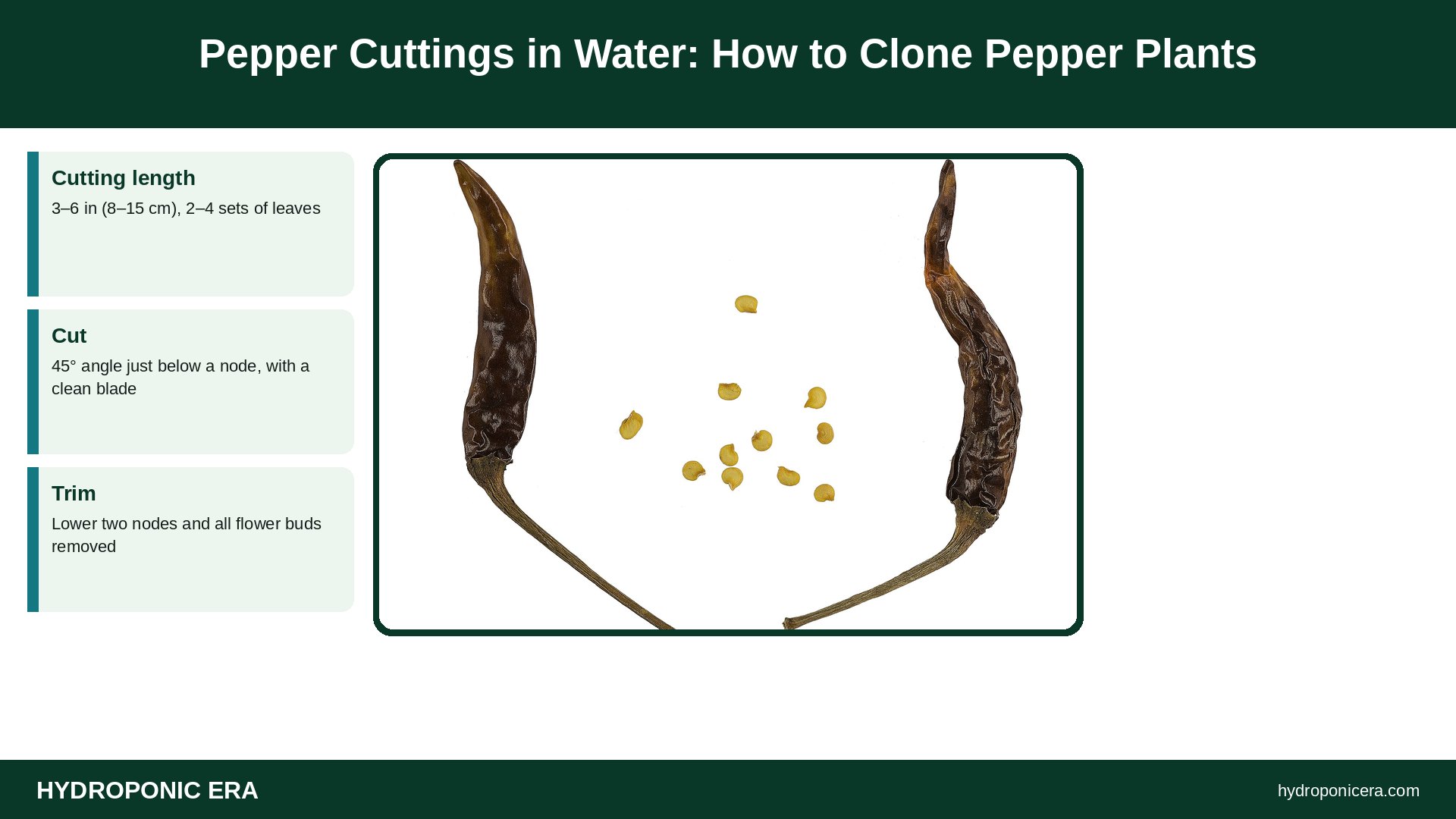 pepper cuttings in water — Pepper Cuttings in Water: How to Clone Pepper Plants