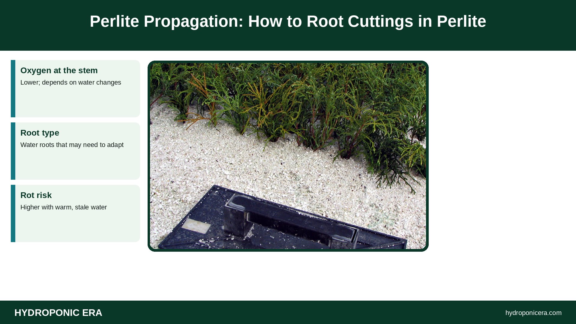 perlite propagation — Perlite Propagation: How to Root Cuttings in Perlite