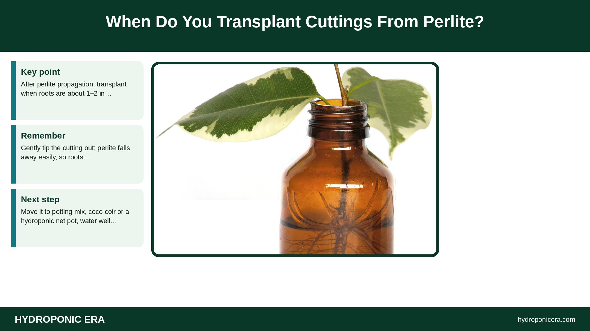perlite propagation — When Do You Transplant Cuttings From Perlite?