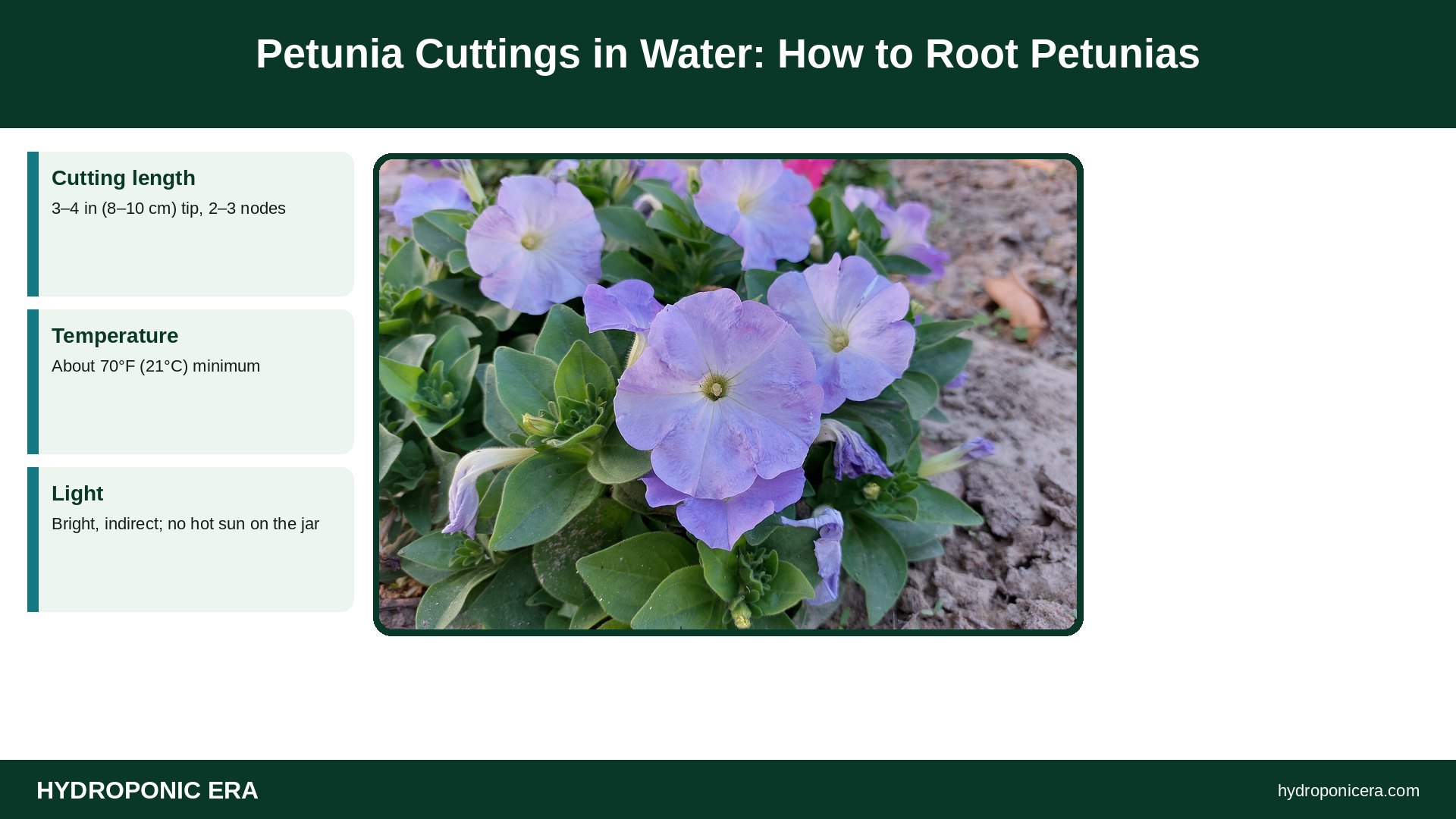 petunia cuttings in water — Petunia Cuttings in Water: How to Root Petunias
