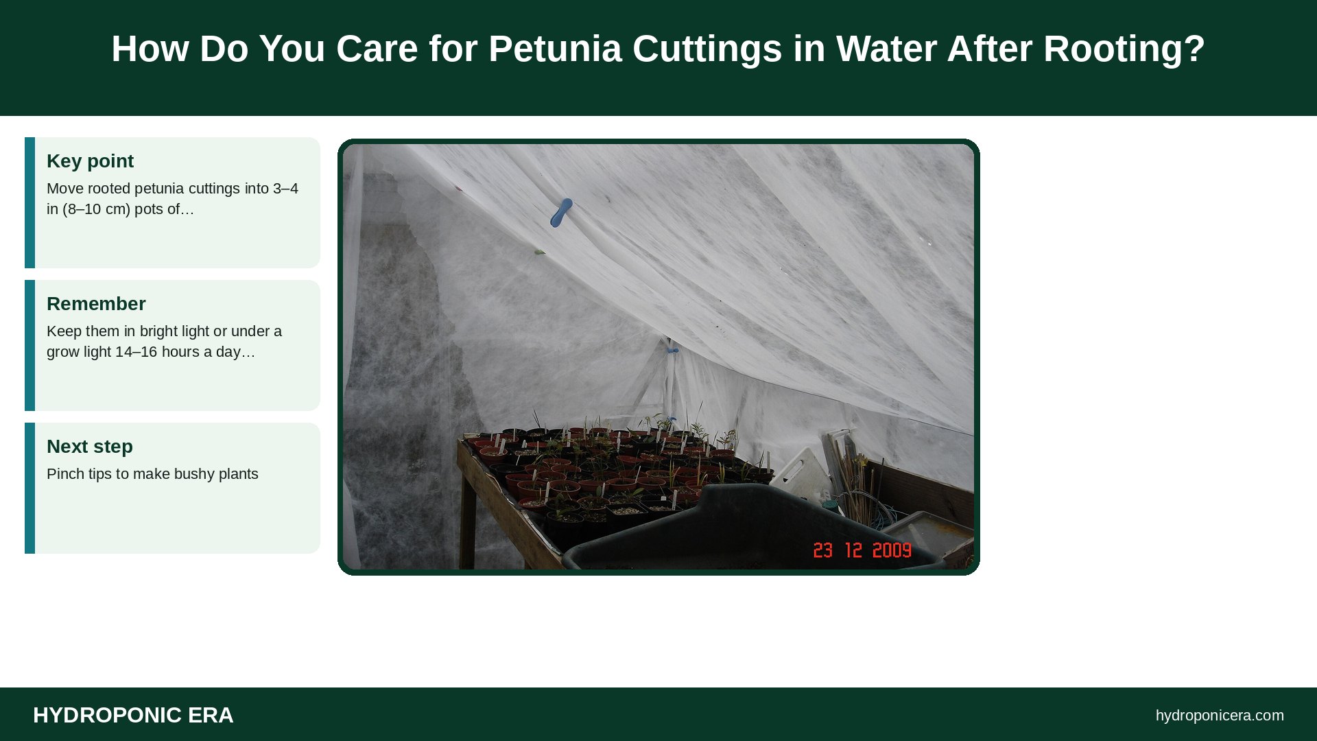 petunia cuttings in water — How Do You Care for Petunia Cuttings in Water After Rooting?