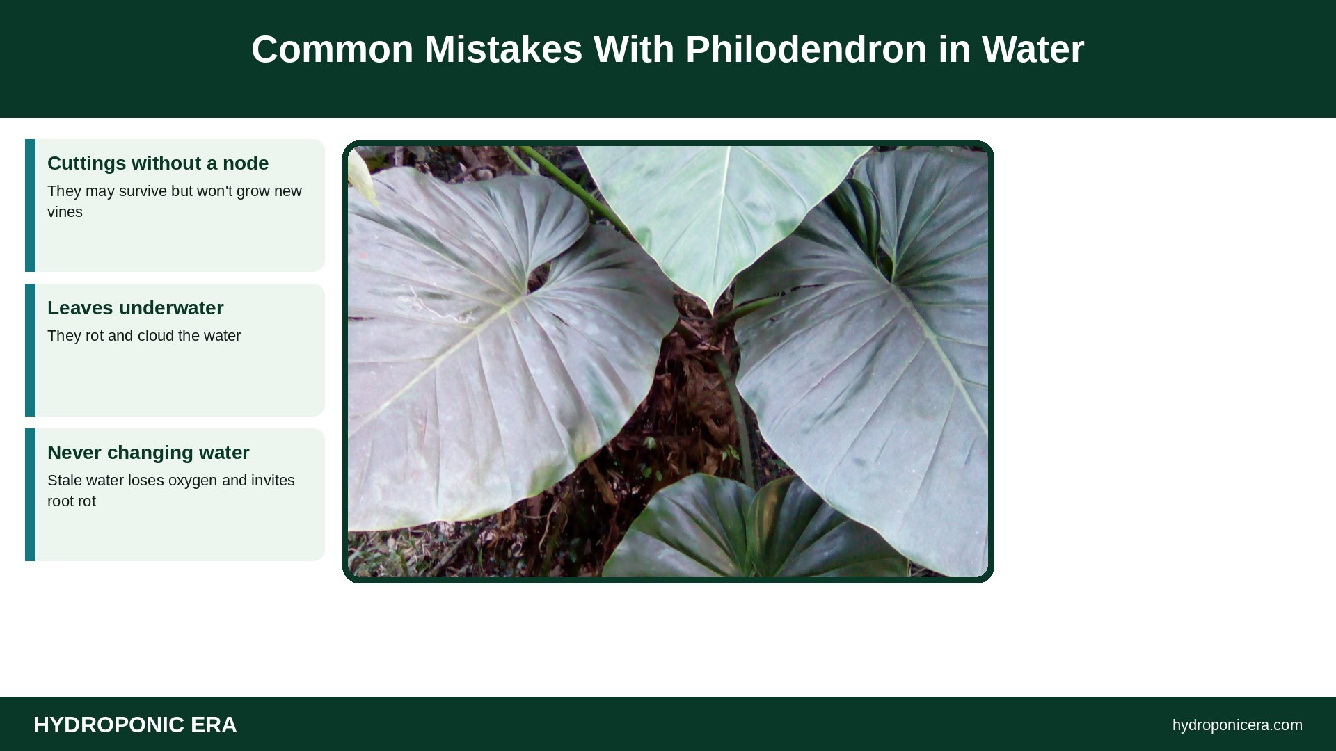 philodendron in water — Common Mistakes With Philodendron in Water