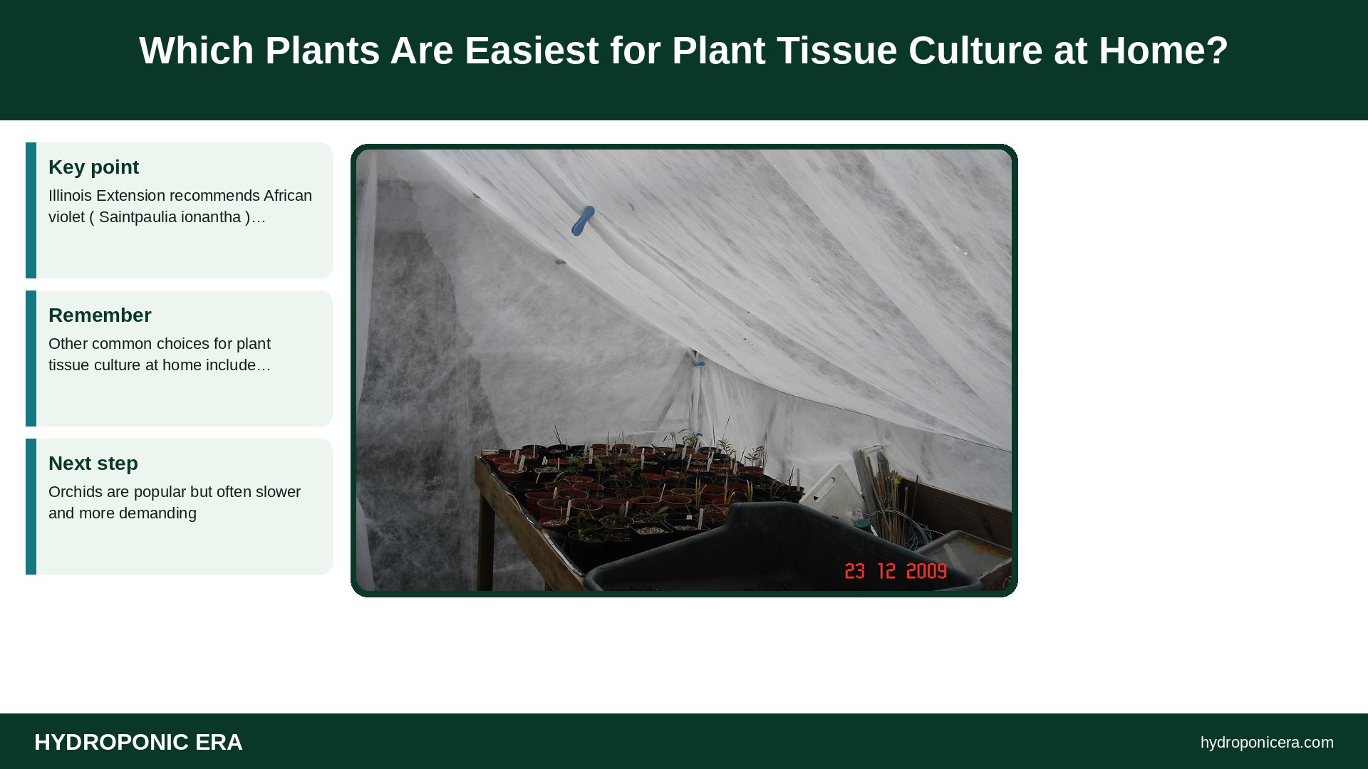 plant tissue culture at home — Which Plants Are Easiest for Plant Tissue Culture at Home?