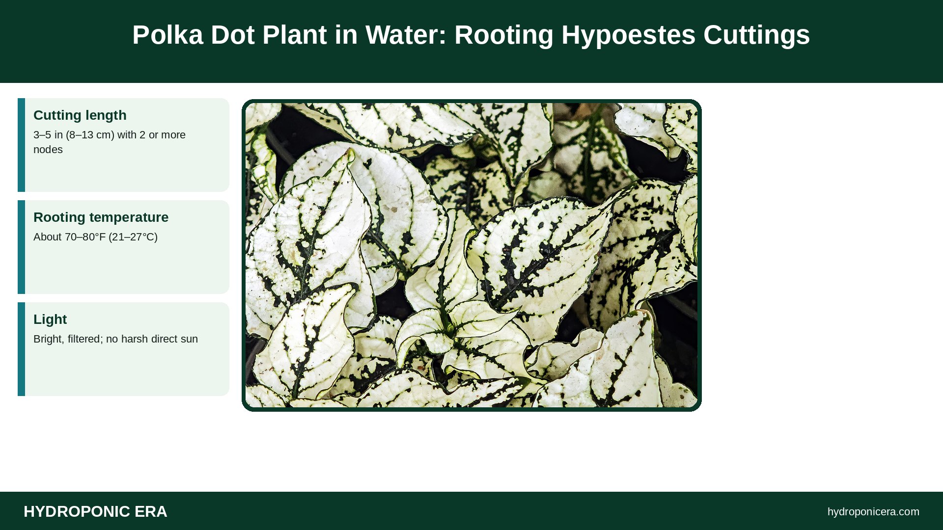 polka dot plant in water — Polka Dot Plant in Water: Rooting Hypoestes Cuttings