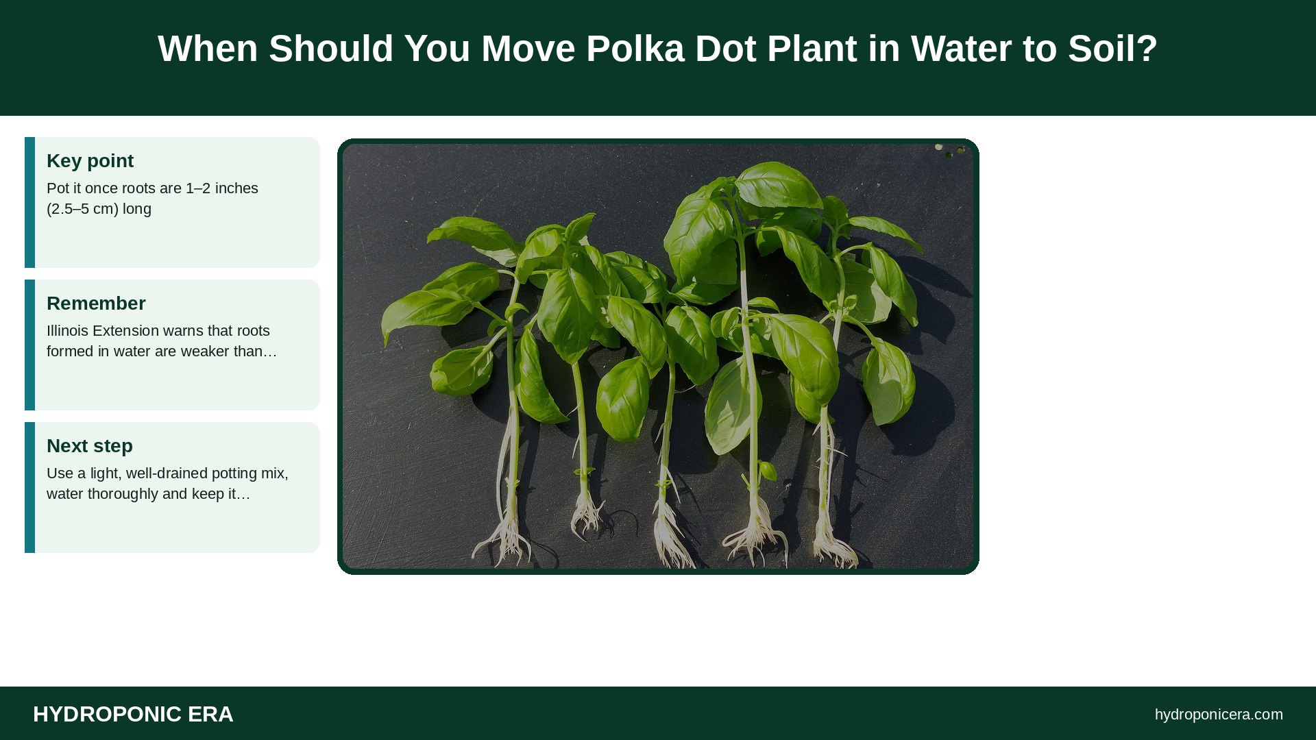 polka dot plant in water — When Should You Move Polka Dot Plant in Water to Soil?