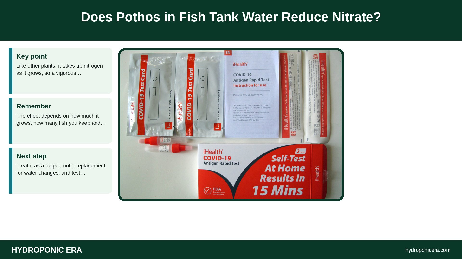 pothos in fish tank — Does Pothos in Fish Tank Water Reduce Nitrate?