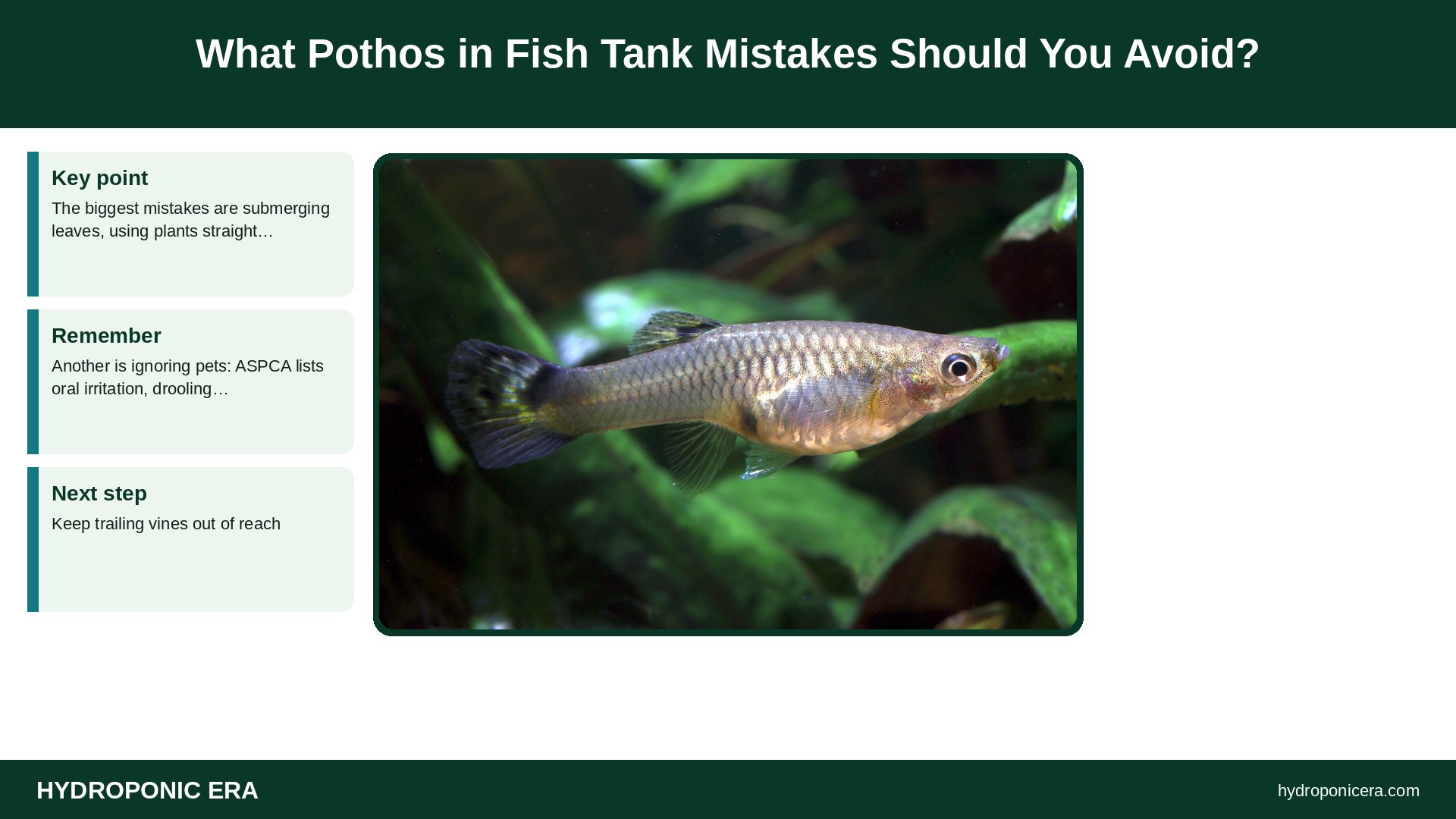 pothos in fish tank — What Pothos in Fish Tank Mistakes Should You Avoid?
