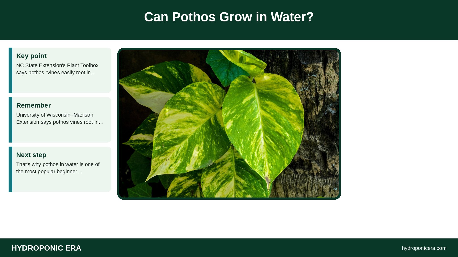 pothos in water — Can Pothos Grow in Water?