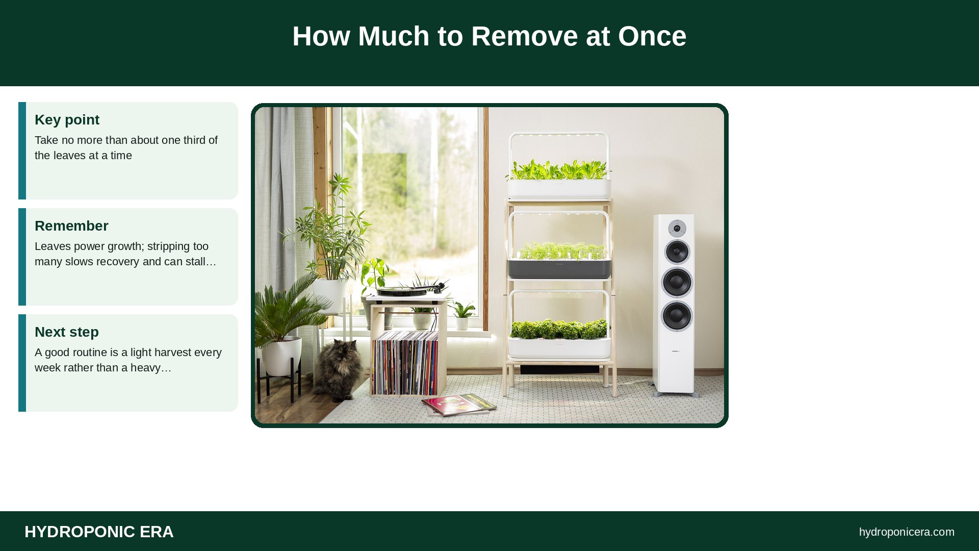 pruning hydroponic basil — How Much to Remove at Once