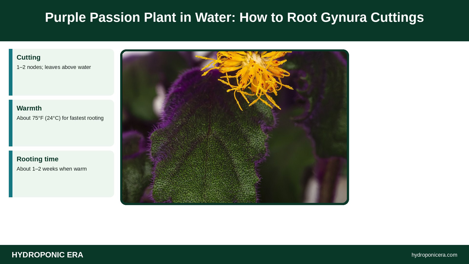 purple passion plant in water — Purple Passion Plant in Water: How to Root Gynura Cuttings