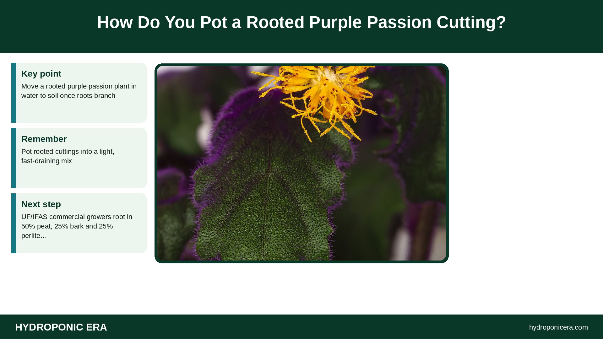 purple passion plant in water — How Do You Pot a Rooted Purple Passion Cutting?