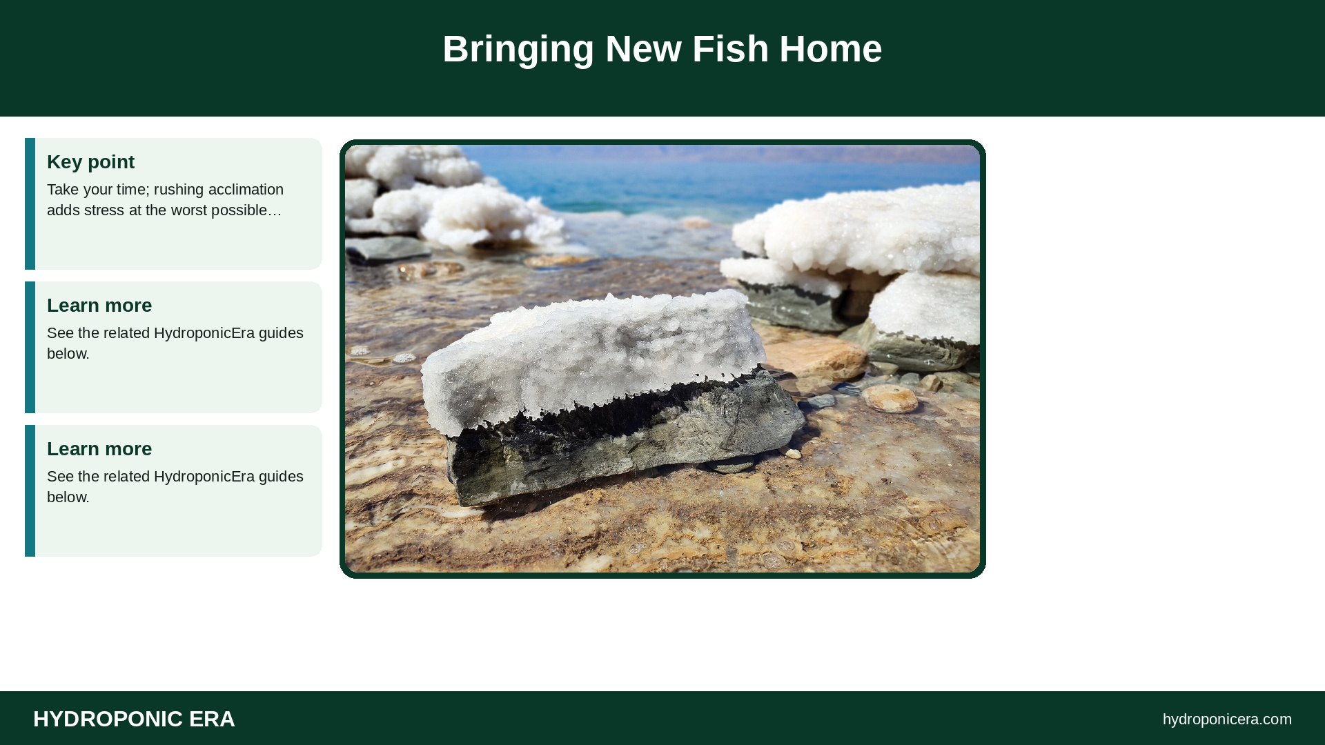 quarantine new fish — Bringing New Fish Home