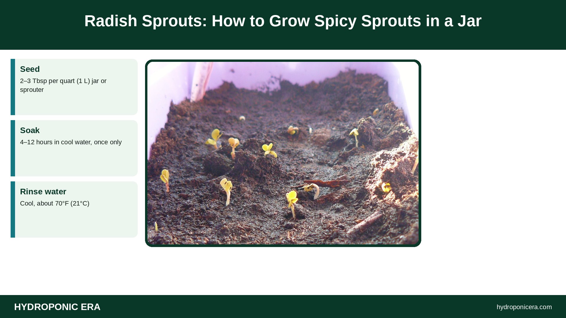 radish sprouts — Radish Sprouts: How to Grow Spicy Sprouts in a Jar