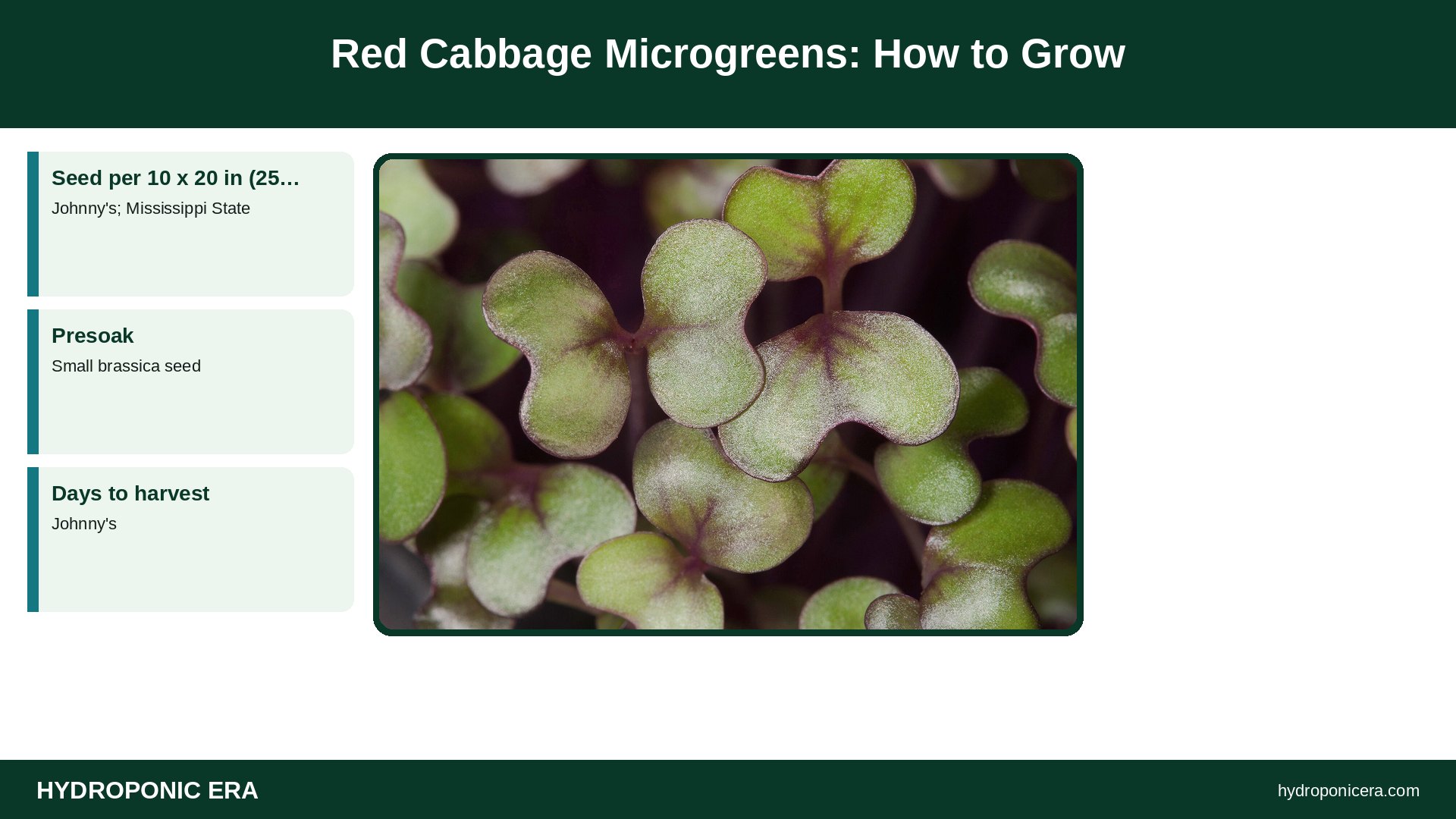 red cabbage microgreens — Red Cabbage Microgreens: How to Grow