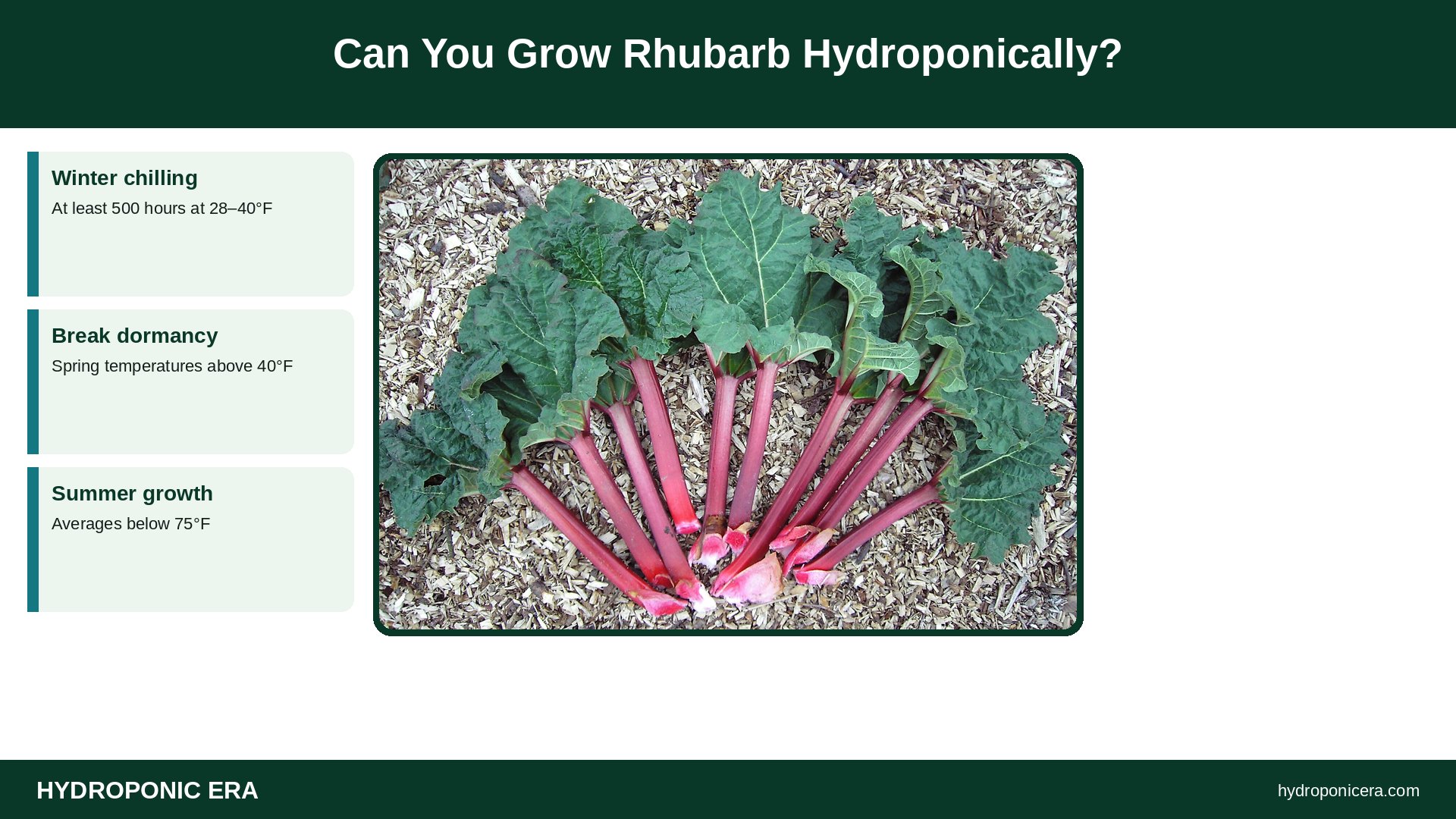 rhubarb hydroponics — Can You Grow Rhubarb Hydroponically?