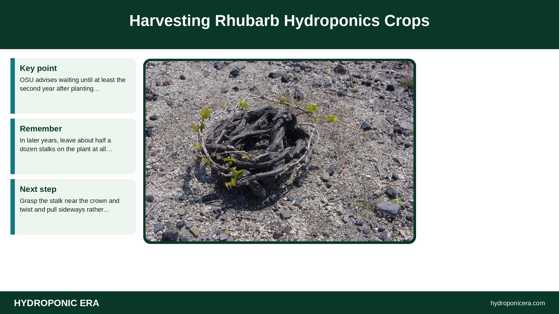 rhubarb hydroponics — Harvesting Rhubarb Hydroponics Crops