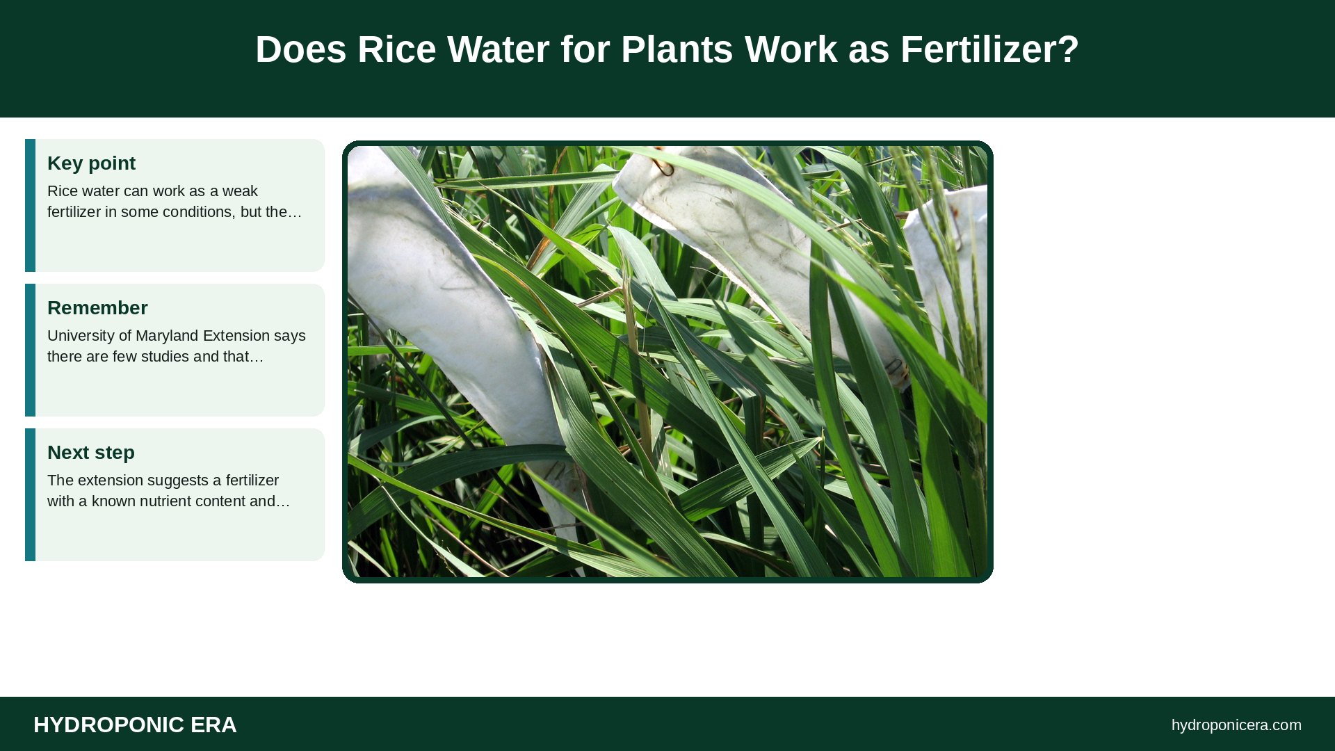 rice water for plants — Does Rice Water for Plants Work as Fertilizer?