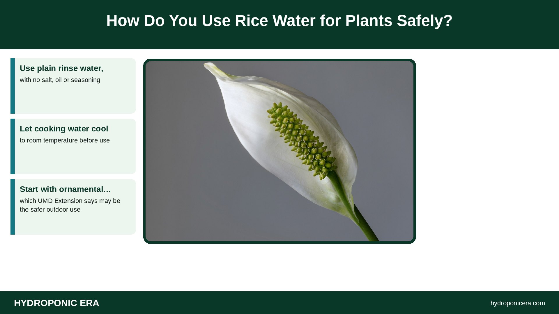 rice water for plants — How Do You Use Rice Water for Plants Safely?
