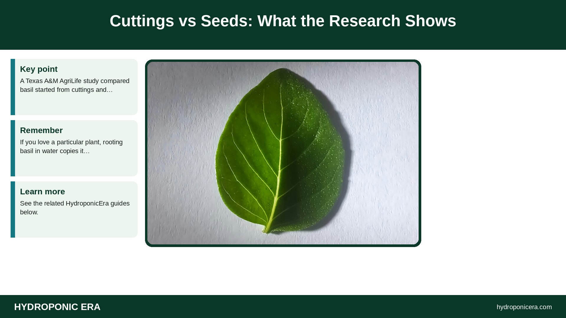 rooting basil in water — Cuttings vs Seeds: What the Research Shows