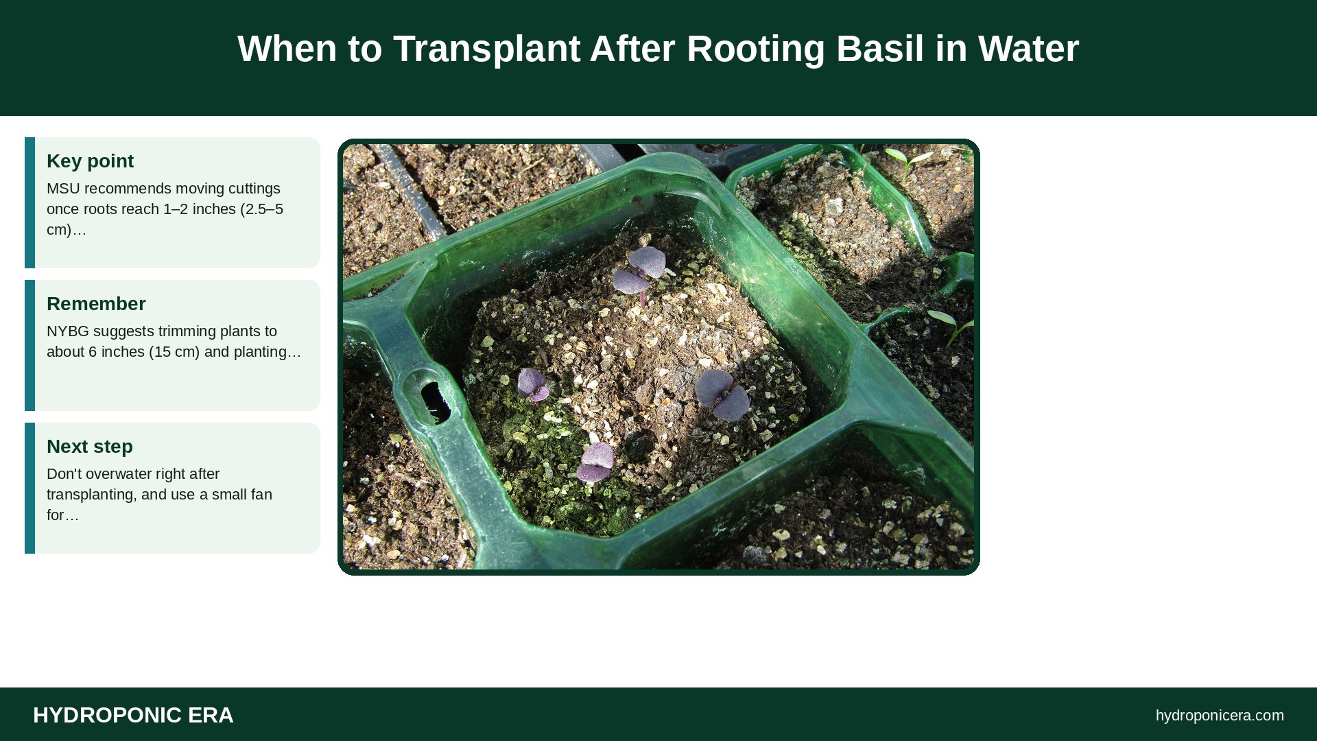 rooting basil in water — When to Transplant After Rooting Basil in Water