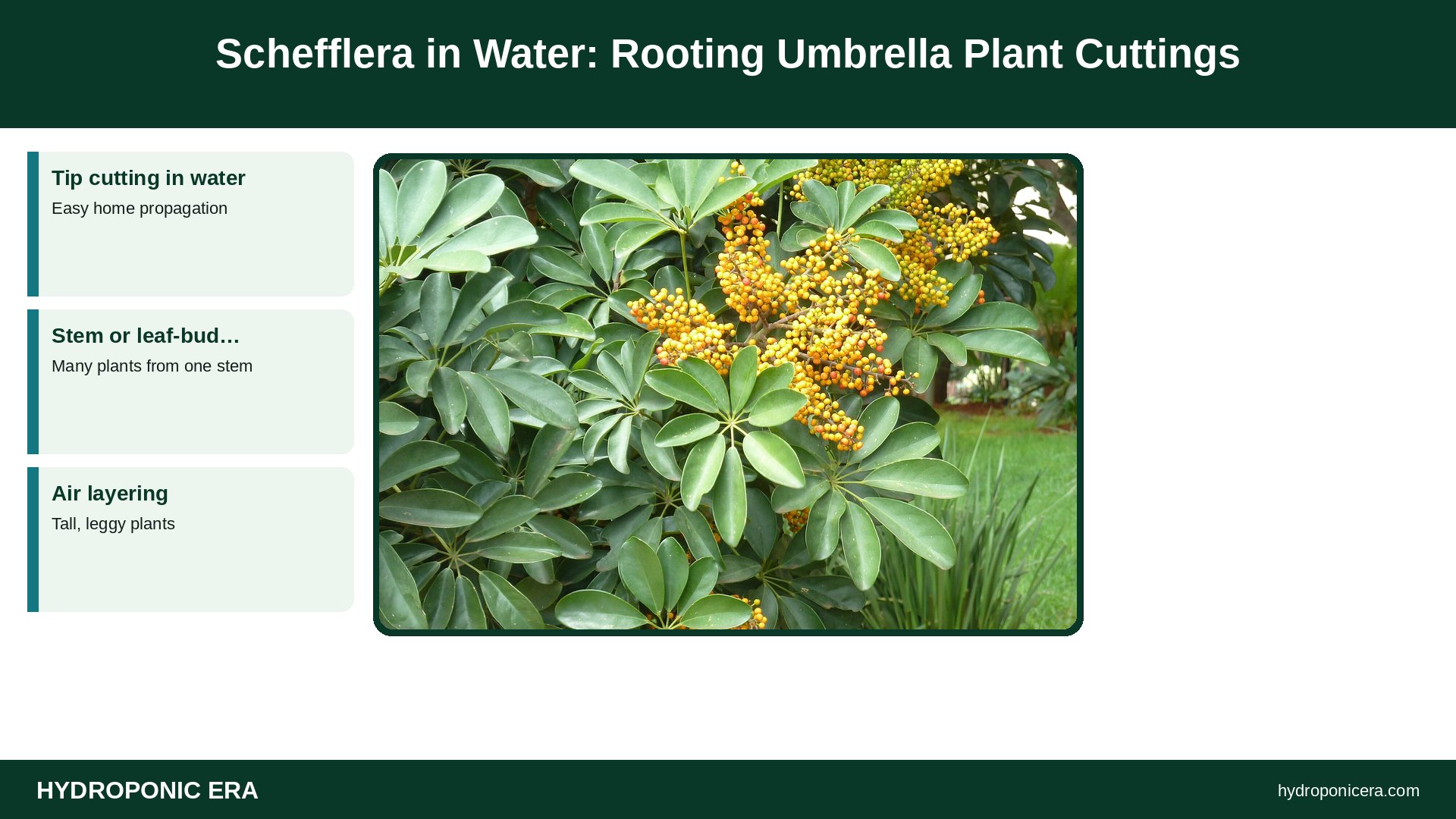 schefflera in water — Schefflera in Water: Rooting Umbrella Plant Cuttings